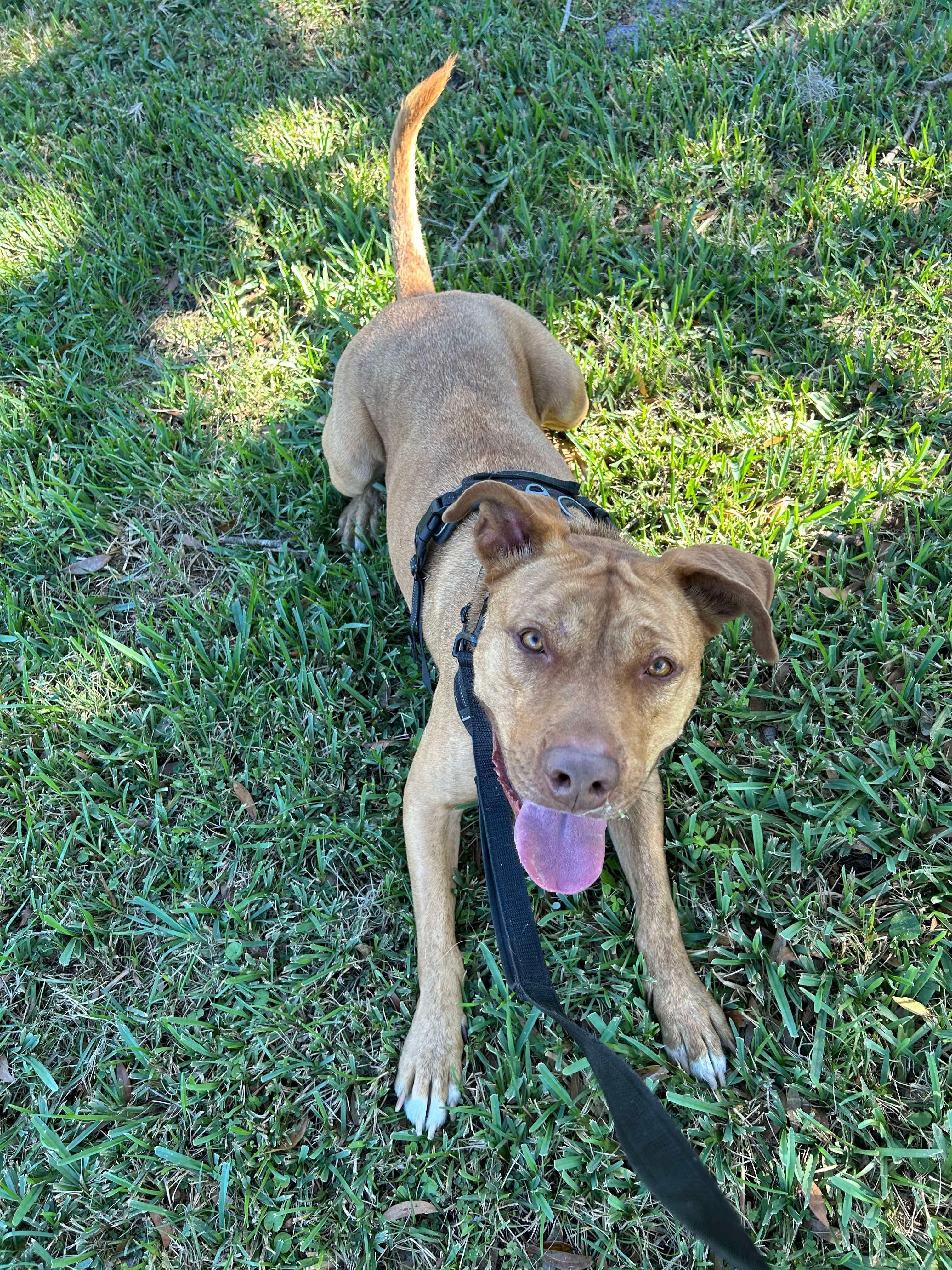 Boomer, a Adoptable Mixed Breed in Sanford, FL image 3/6