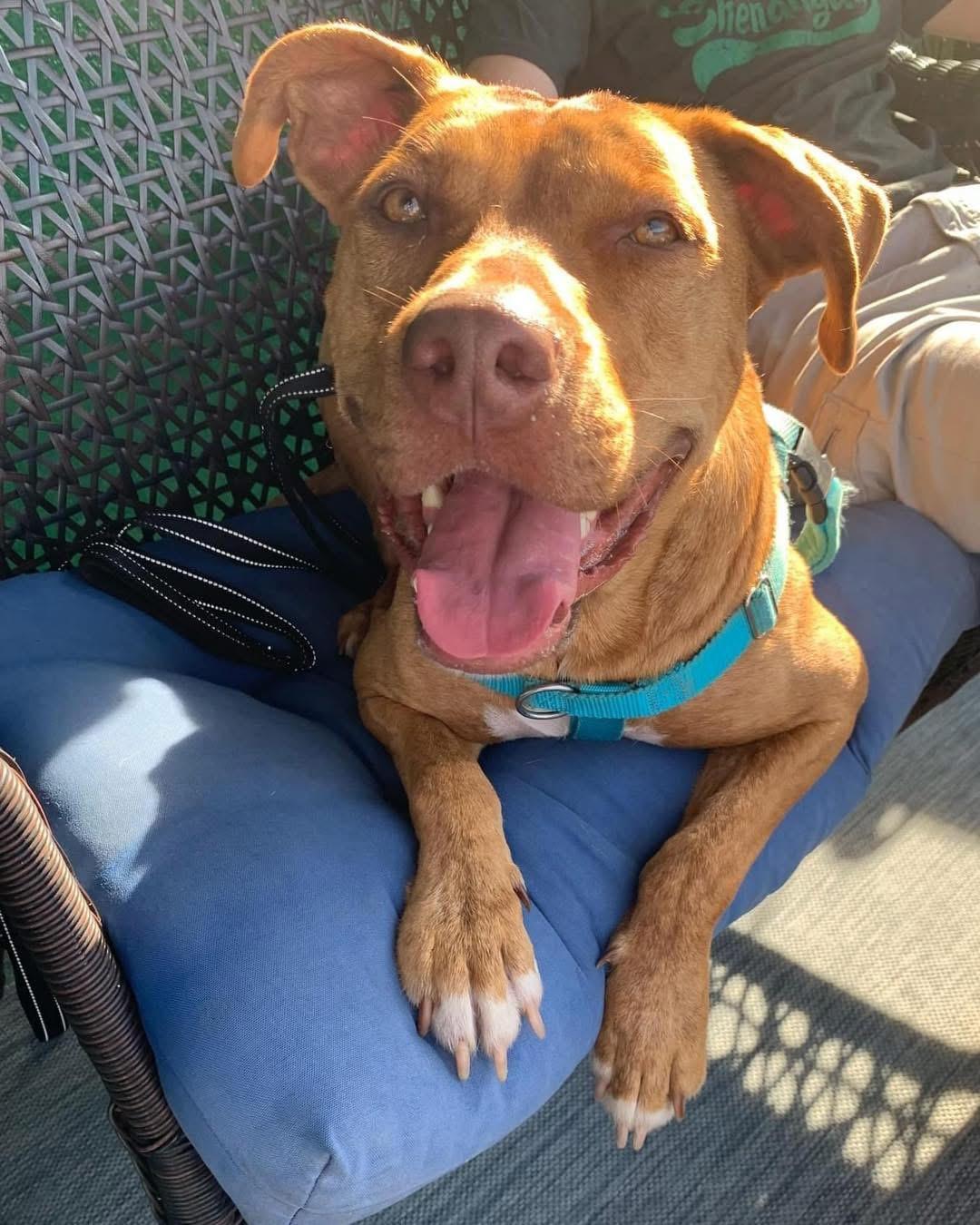 Boomer, a Adoptable Mixed Breed in Sanford, FL image 4/6