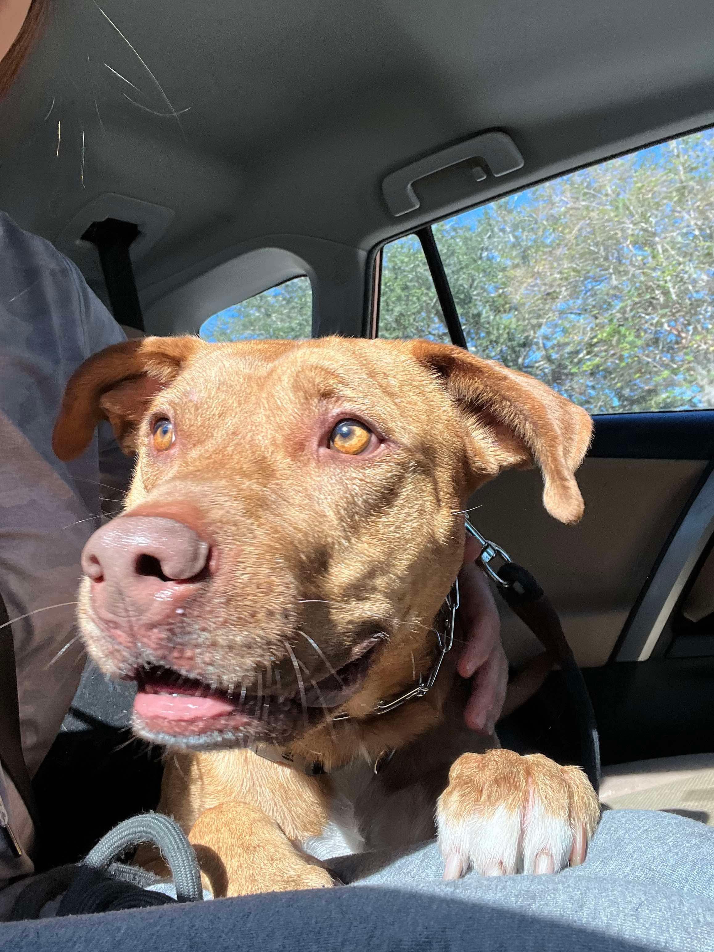Boomer, a Adoptable Mixed Breed in Sanford, FL image 5/6