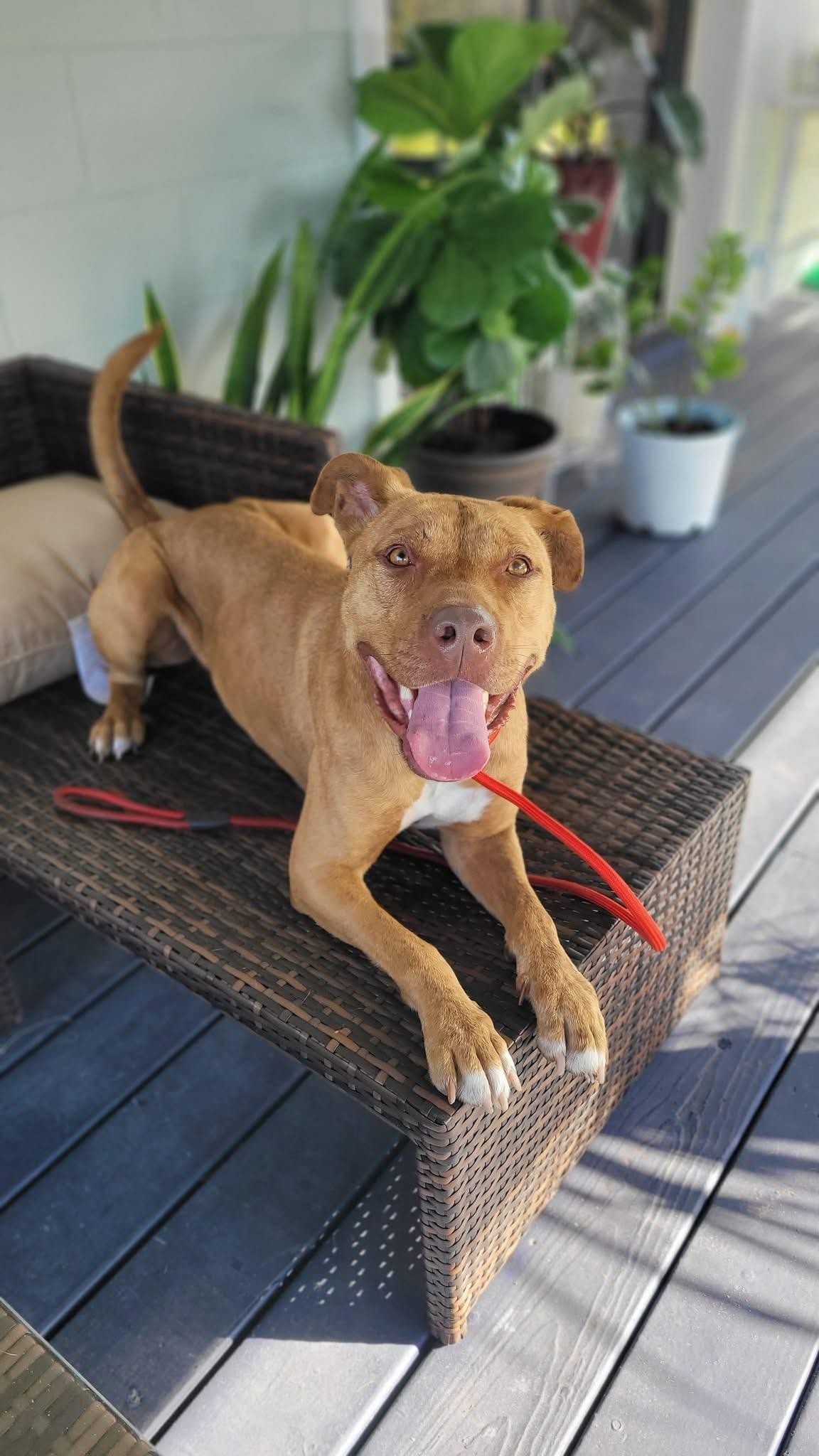 Boomer, a Adoptable Mixed Breed in Sanford, FL image 6/6