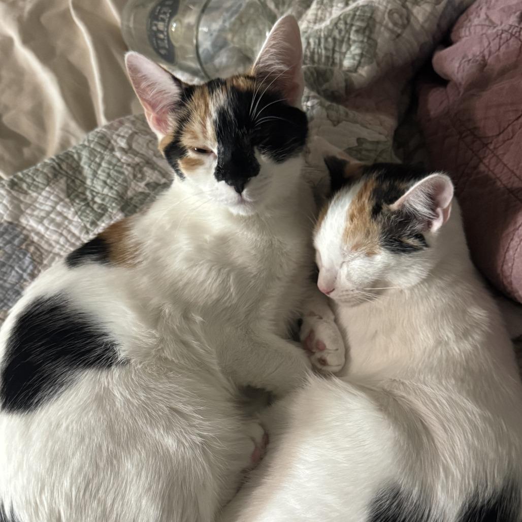 Enlarge Lavender, a Adoptable Domestic Short Hair in Huntsville, AL image 1/3