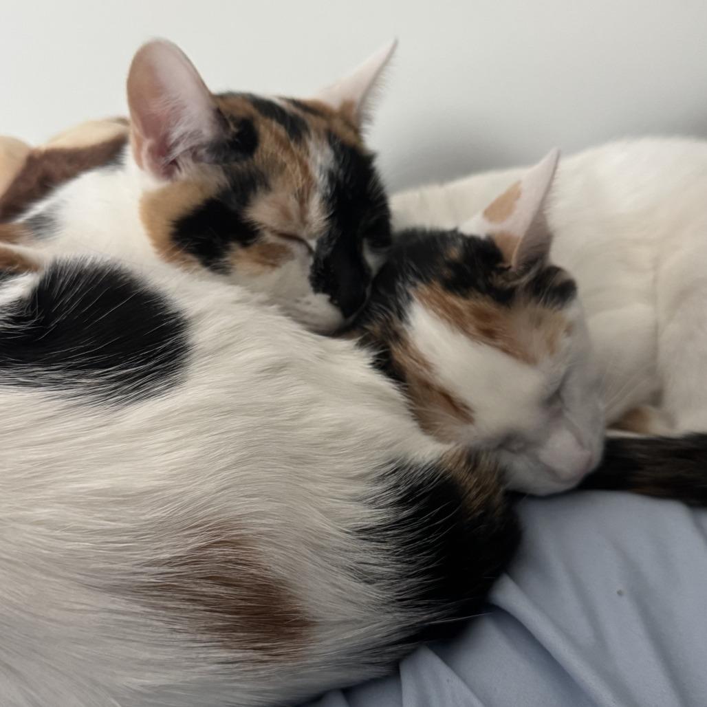 Enlarge Lavender, a Adoptable Domestic Short Hair in Huntsville, AL image 2/3