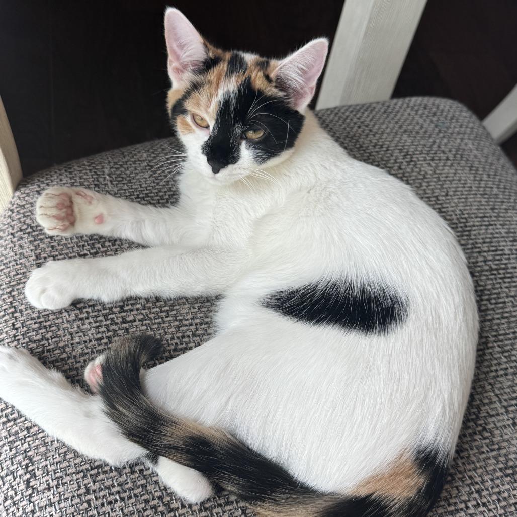 Enlarge Lavender, a Adoptable Domestic Short Hair in Huntsville, AL image 3/3