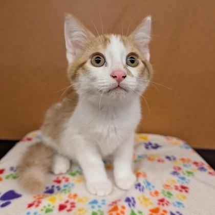 Enlarge Garrix, a Adopted Domestic Short Hair in Rochester, MN image 1/1