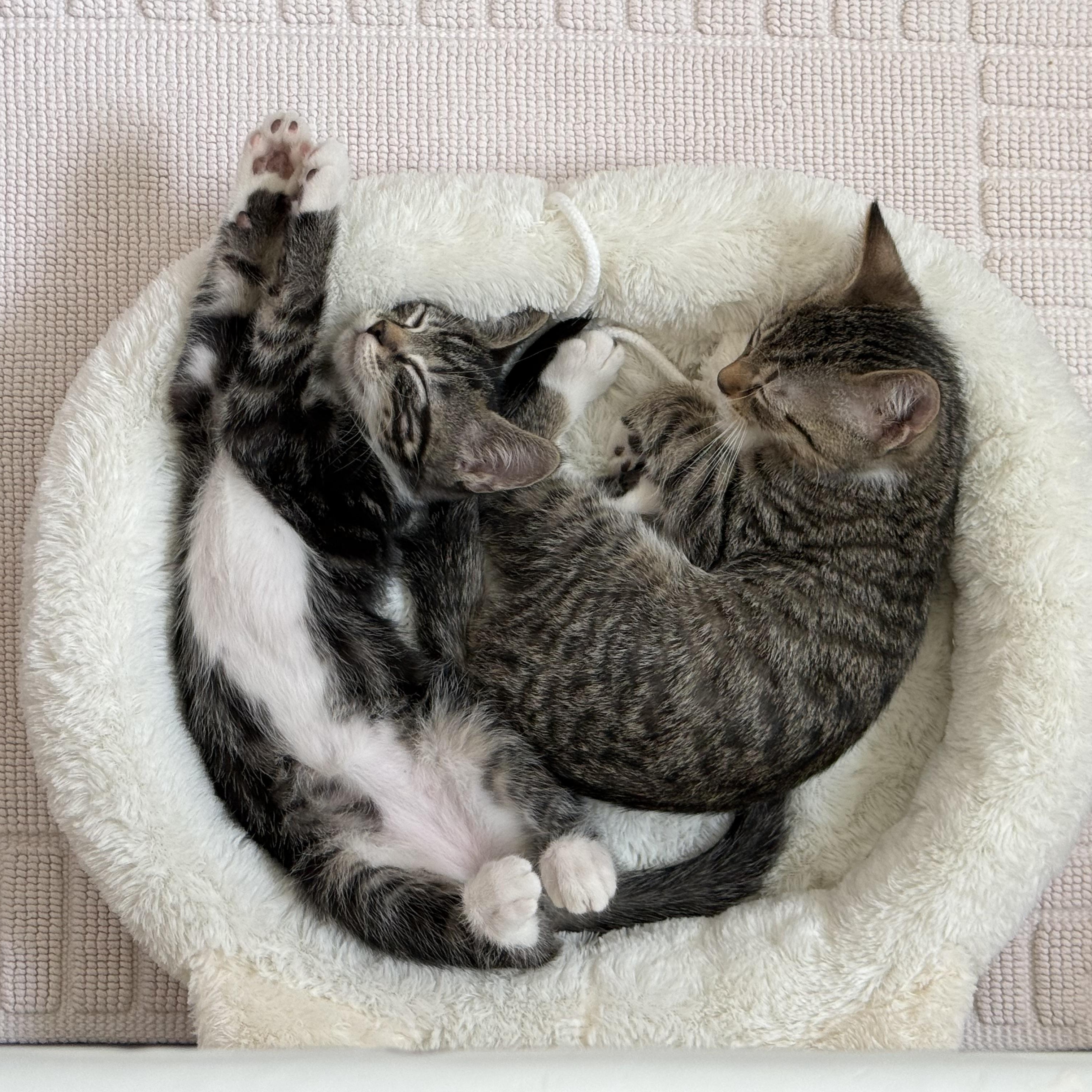 Sutton, a ADOPTABLE Domestic Short Hair in Richmond, VA image 4/4