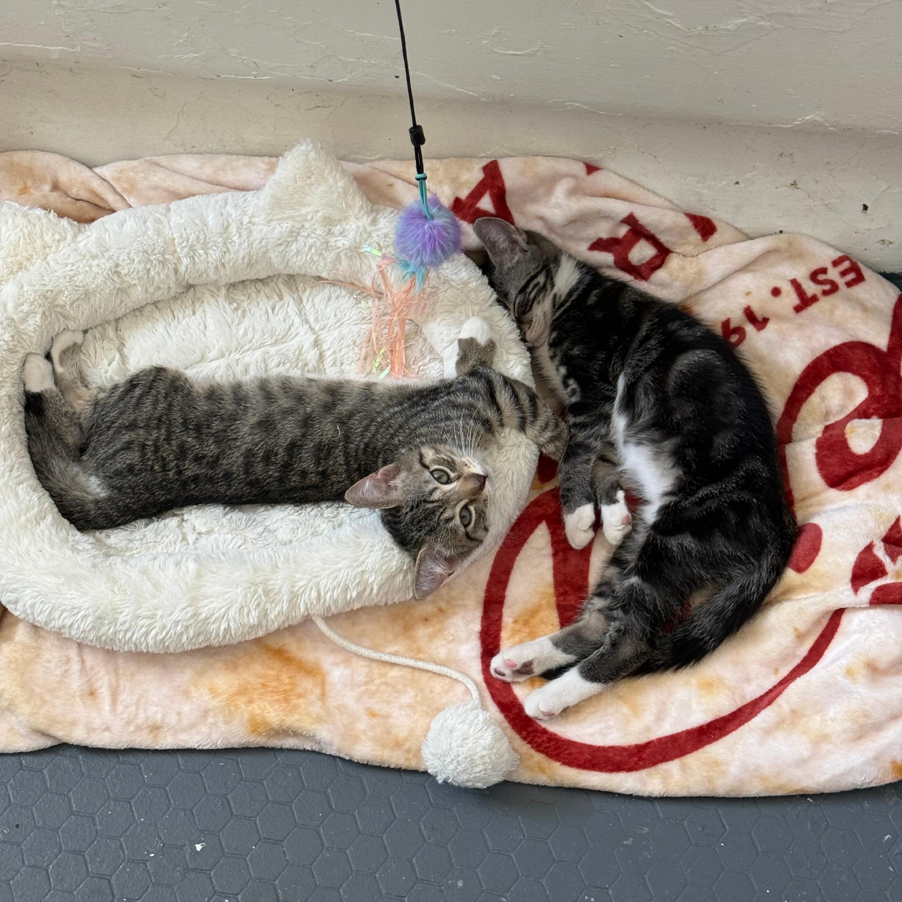 Sutton, a ADOPTABLE Domestic Short Hair in Richmond, VA image 3/4