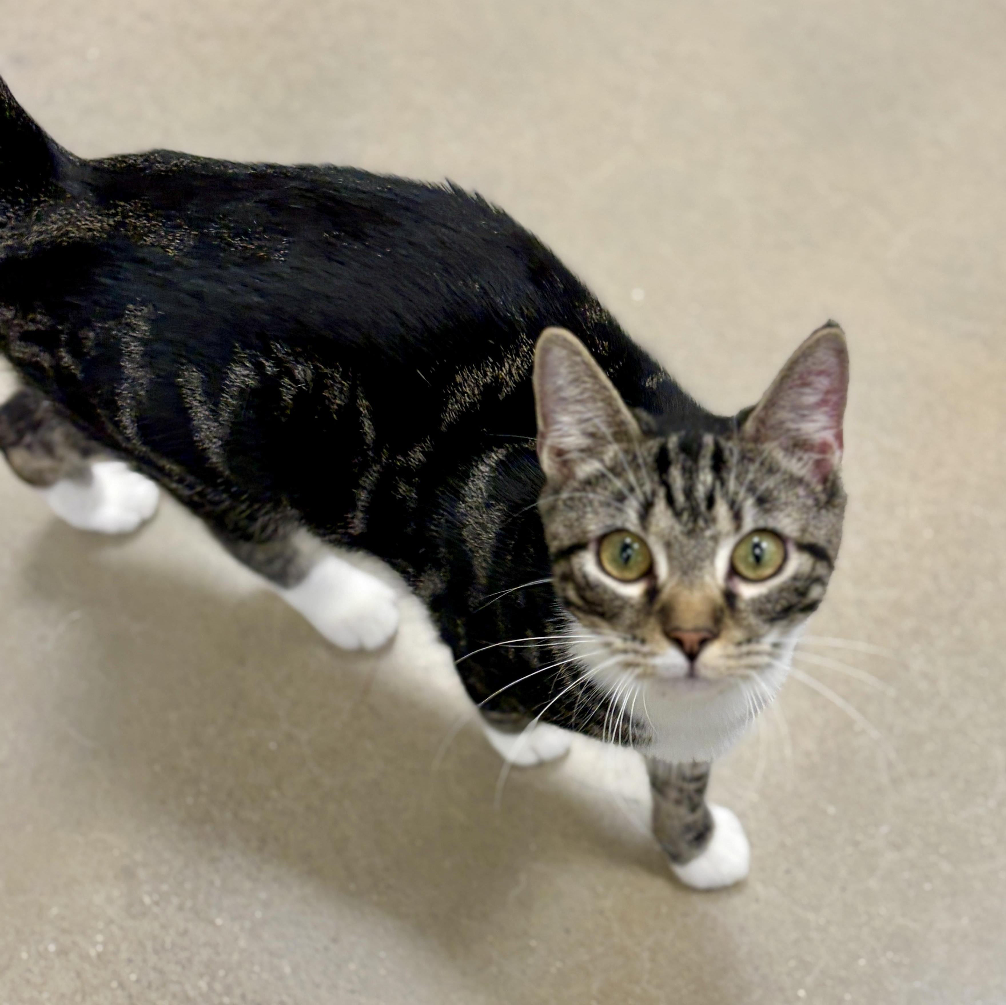 Enlarge Sutton, a Adoptable Domestic Short Hair in Richmond, VA image 6/6