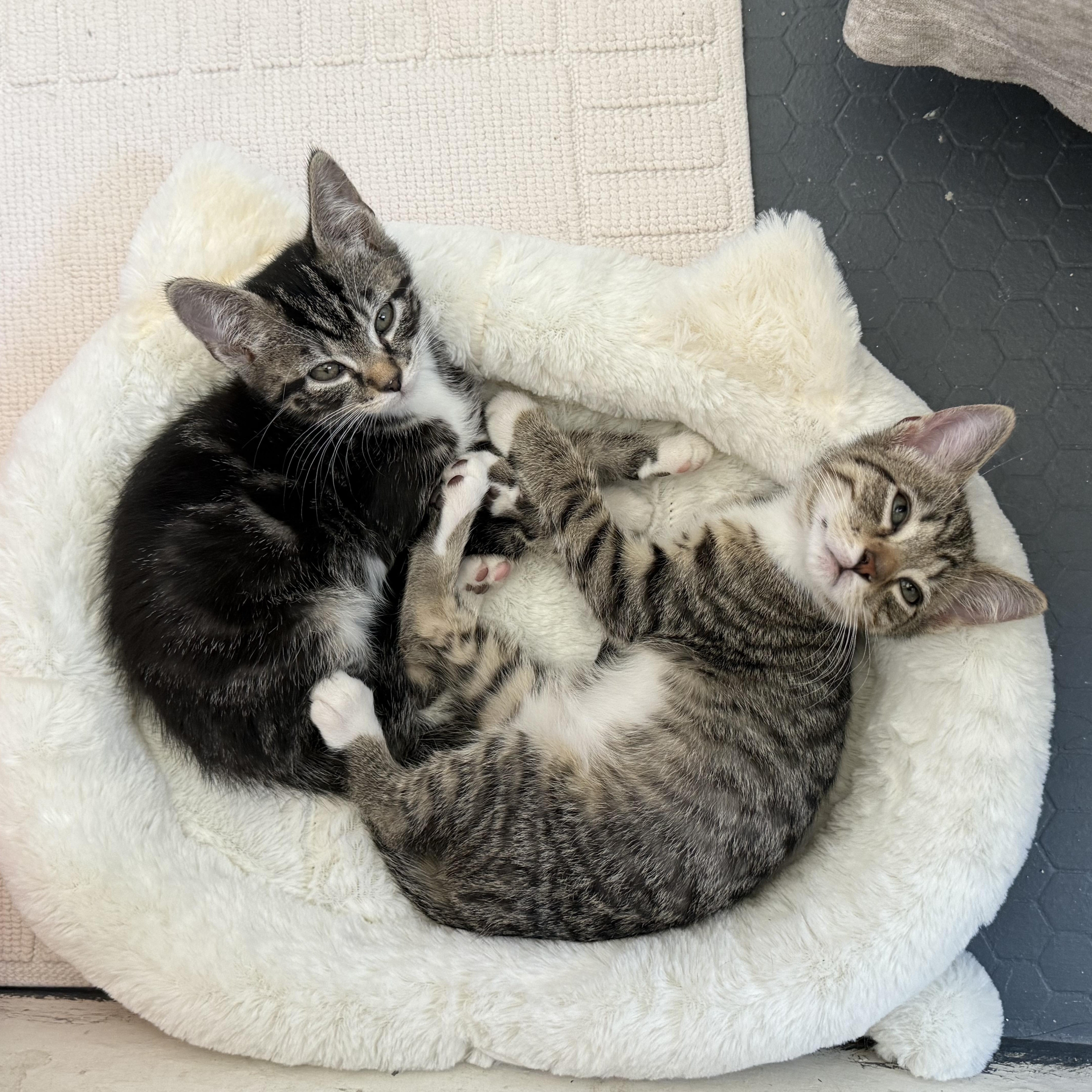 Sutton, a ADOPTABLE Domestic Short Hair in Richmond, VA image 2/4