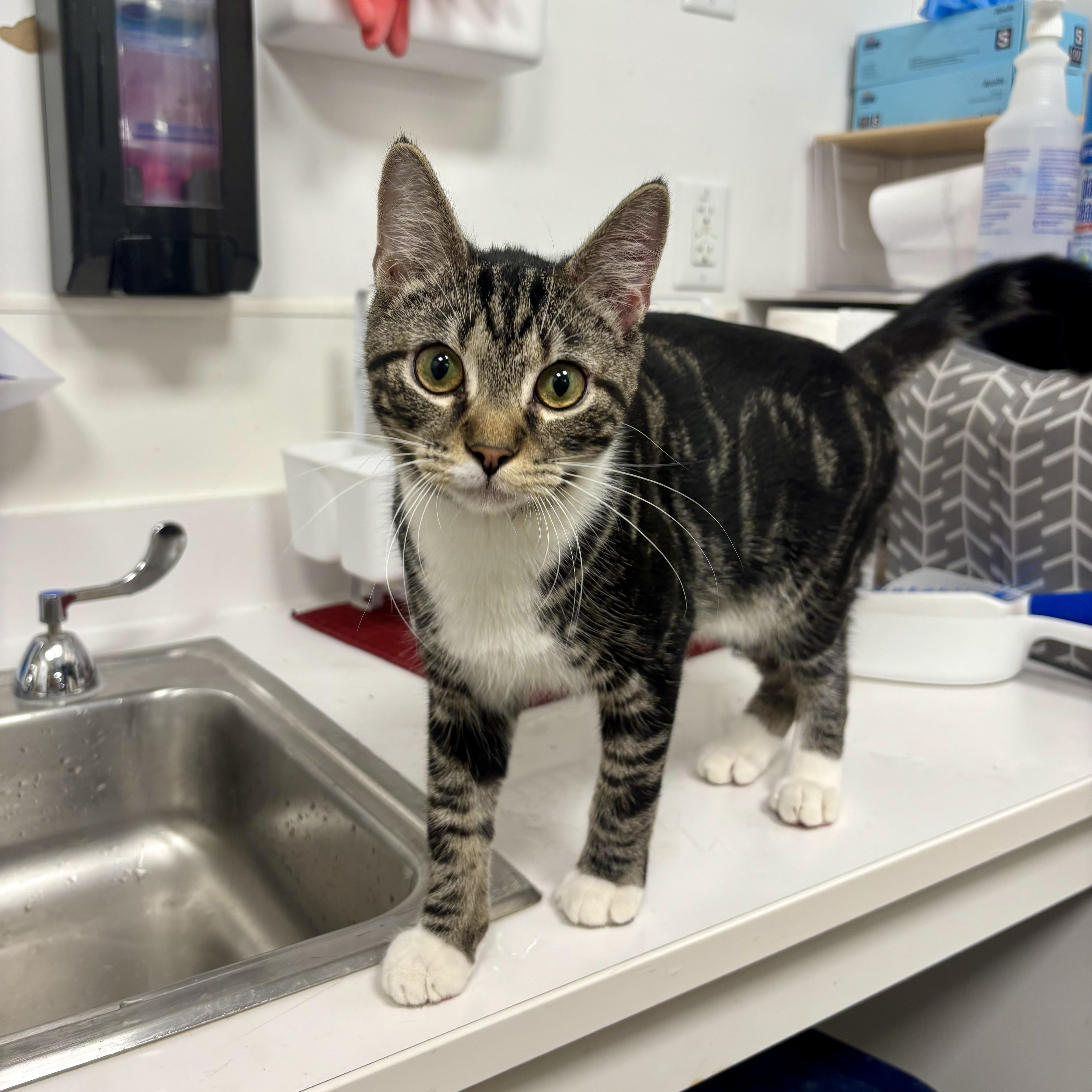 Enlarge Sutton, a Adoptable Domestic Short Hair in Richmond, VA image 2/6