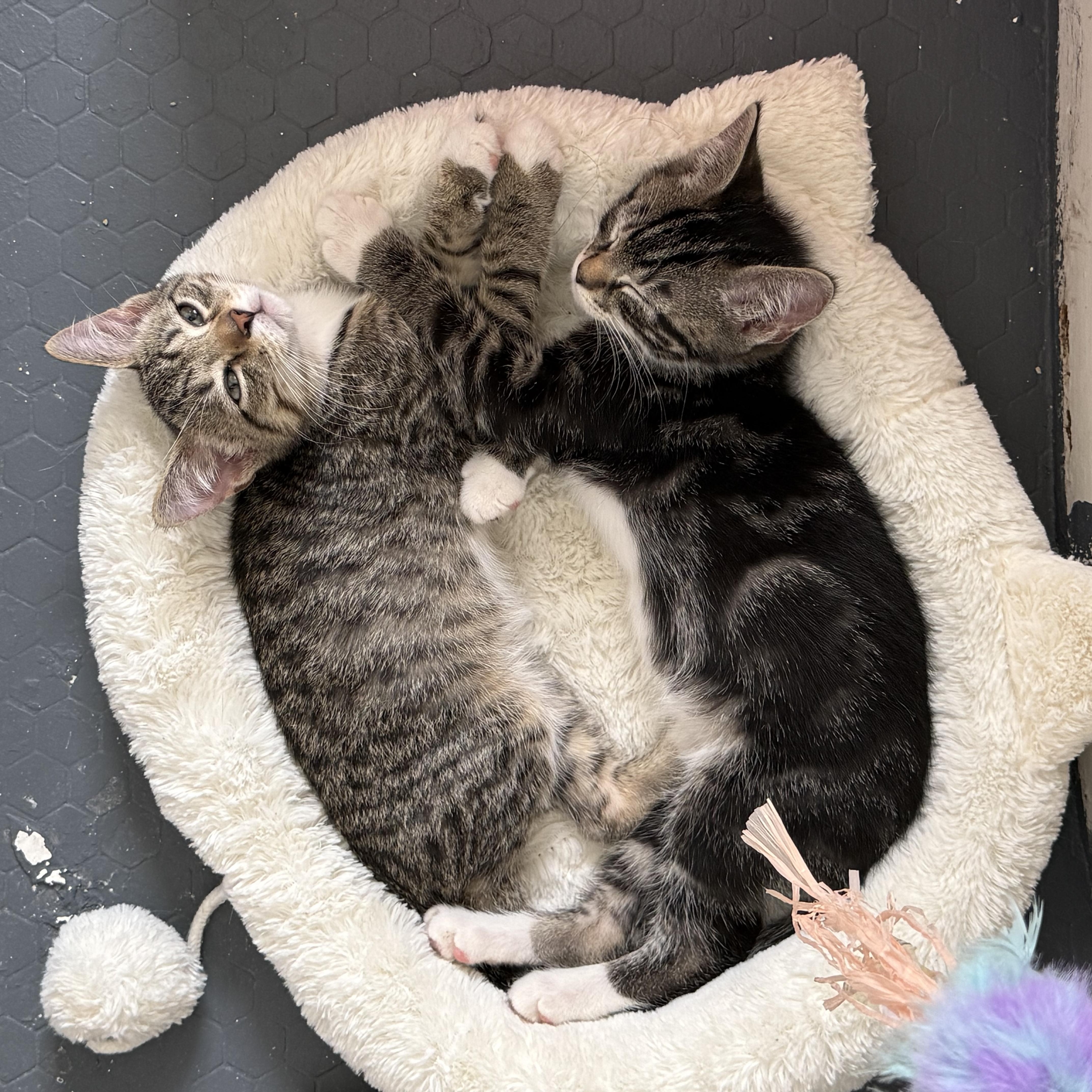 Sutton, ADOPTABLE, Kitten Male Domestic Short Hair.