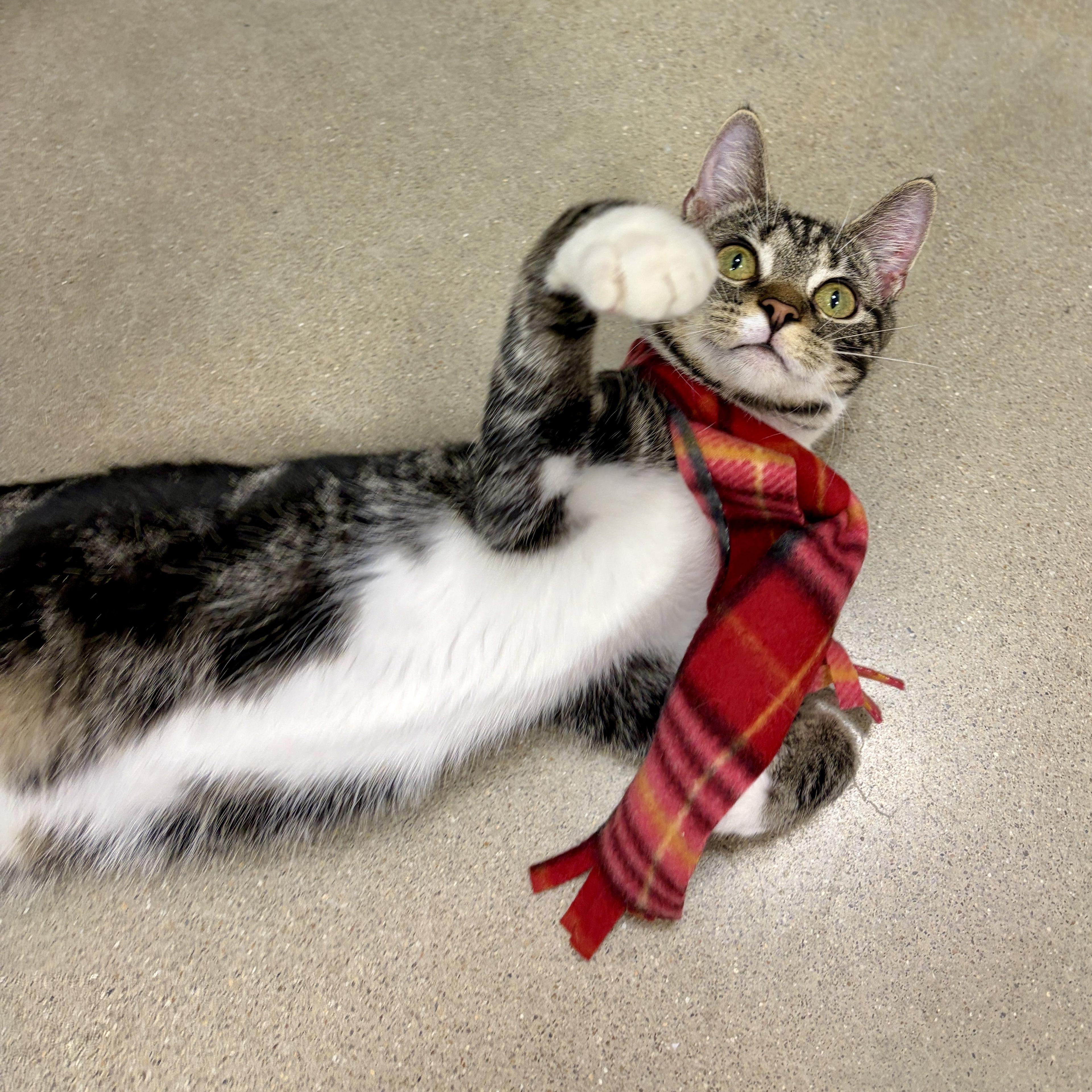 Enlarge Sutton, a Adoptable Domestic Short Hair in Richmond, VA image 3/6