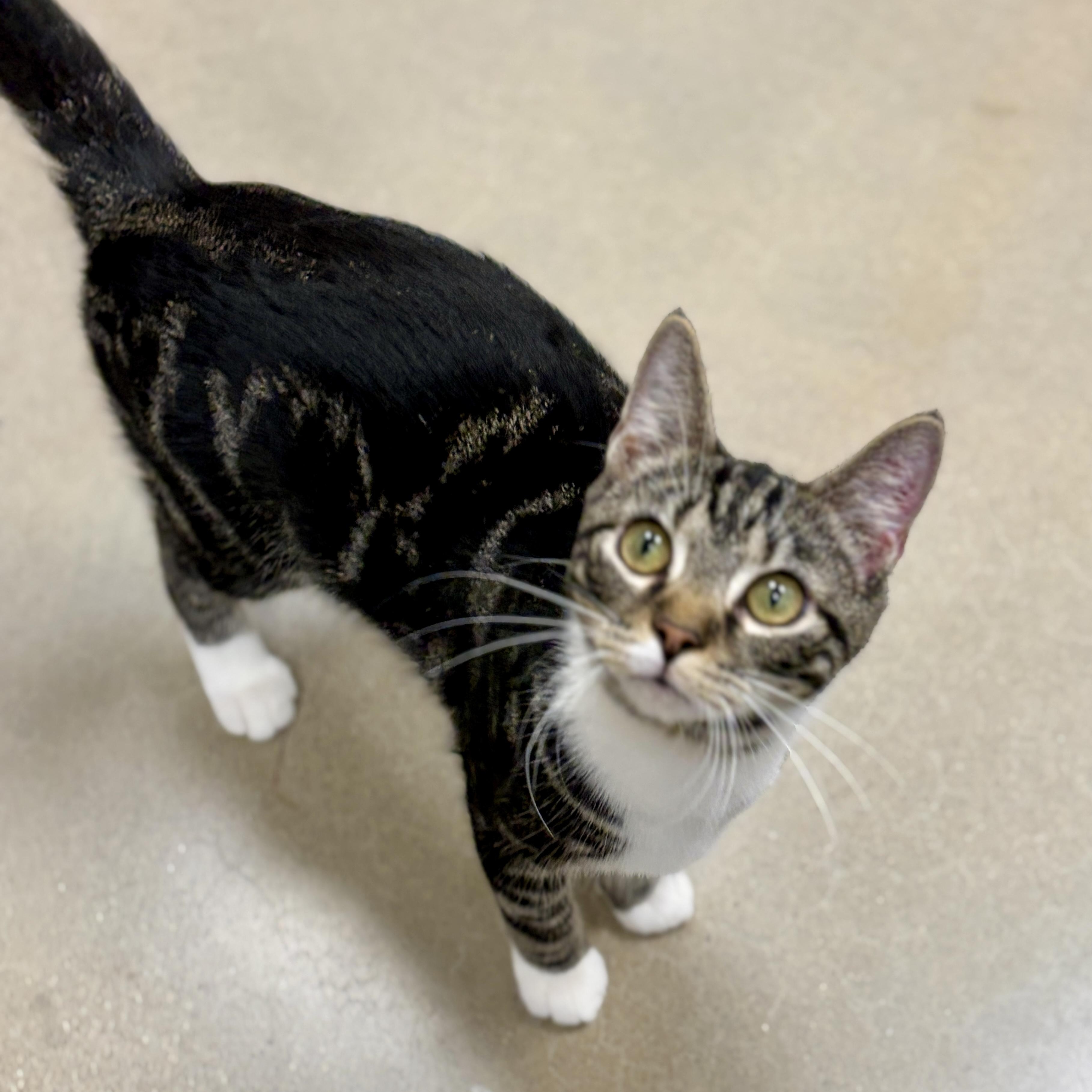 Sutton, Adoptable, Kitten Male Domestic Short Hair.