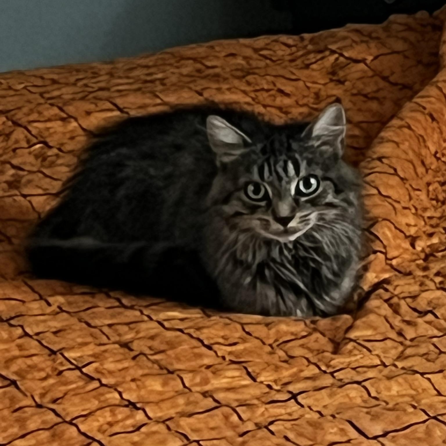 Enlarge Olivia, a Adoptable Domestic Medium Hair in Allentown, PA image 2/2