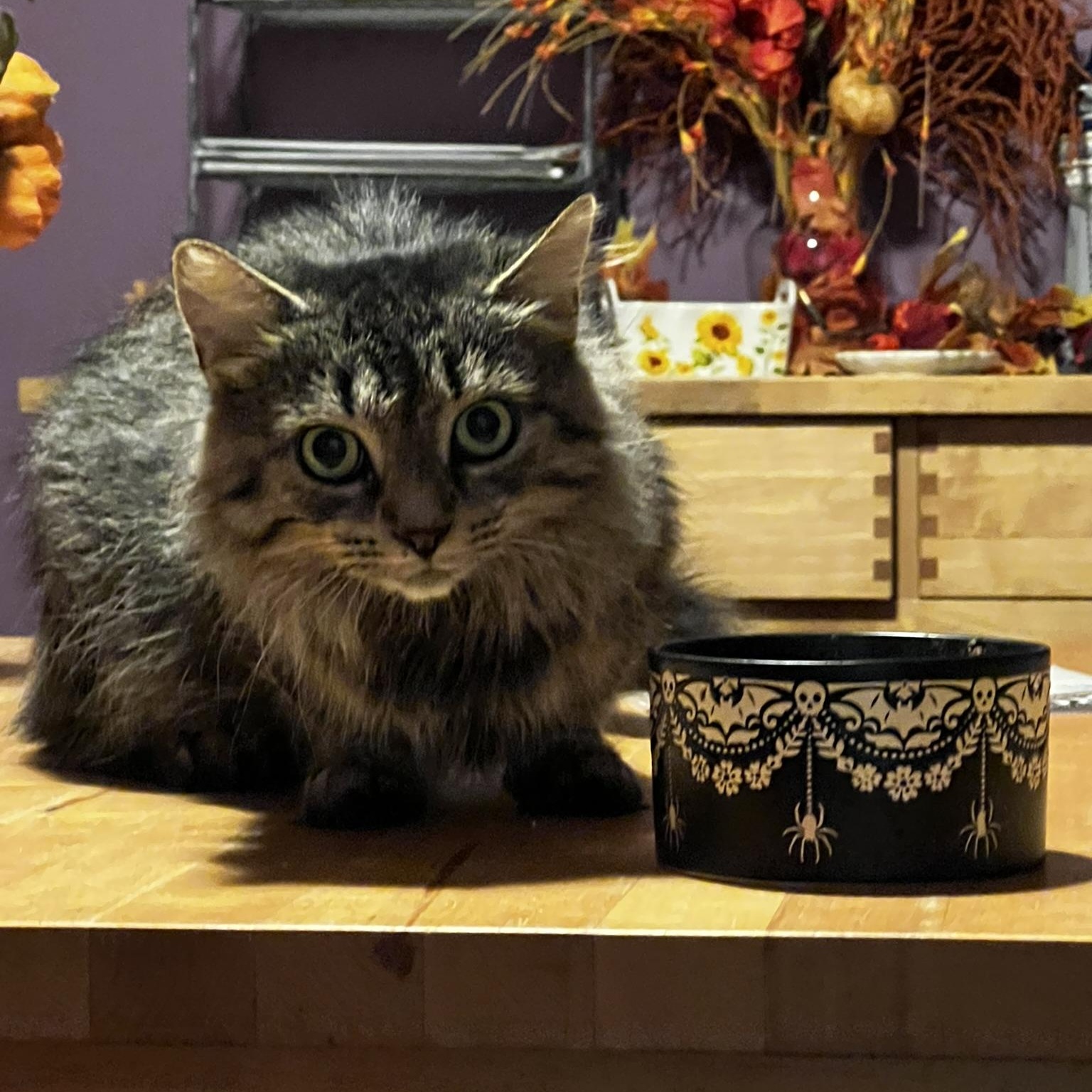 Enlarge Olivia, a Adoptable Domestic Medium Hair in Allentown, PA image 1/2