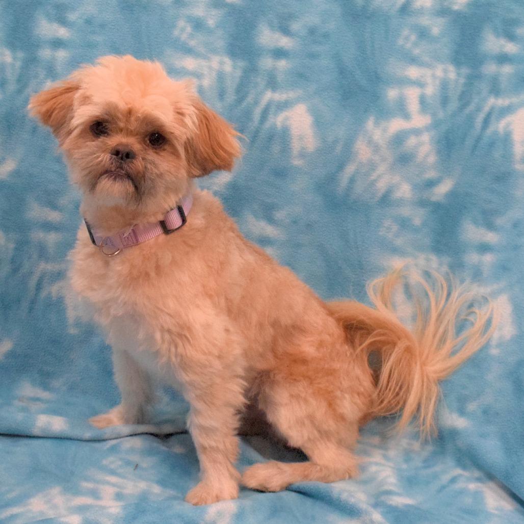 Oatmeal, a Adoptable Shih Tzu in Eureka, CA image 1/3