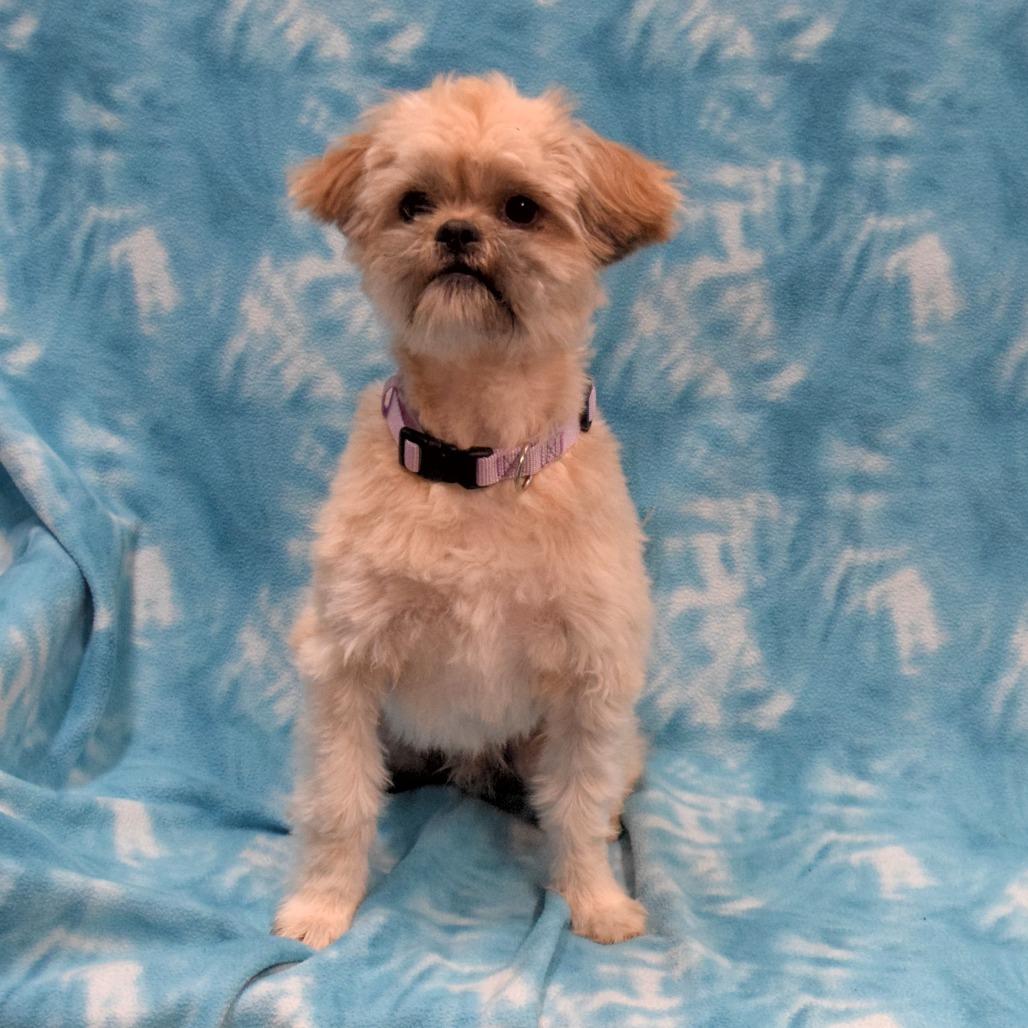 Oatmeal, a Adoptable Shih Tzu in Eureka, CA image 2/3