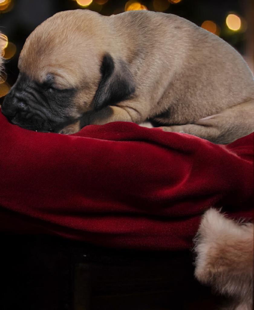 Enlarge Hayden, a Adoptable mixed breed in Seven Points, TX image 1/1