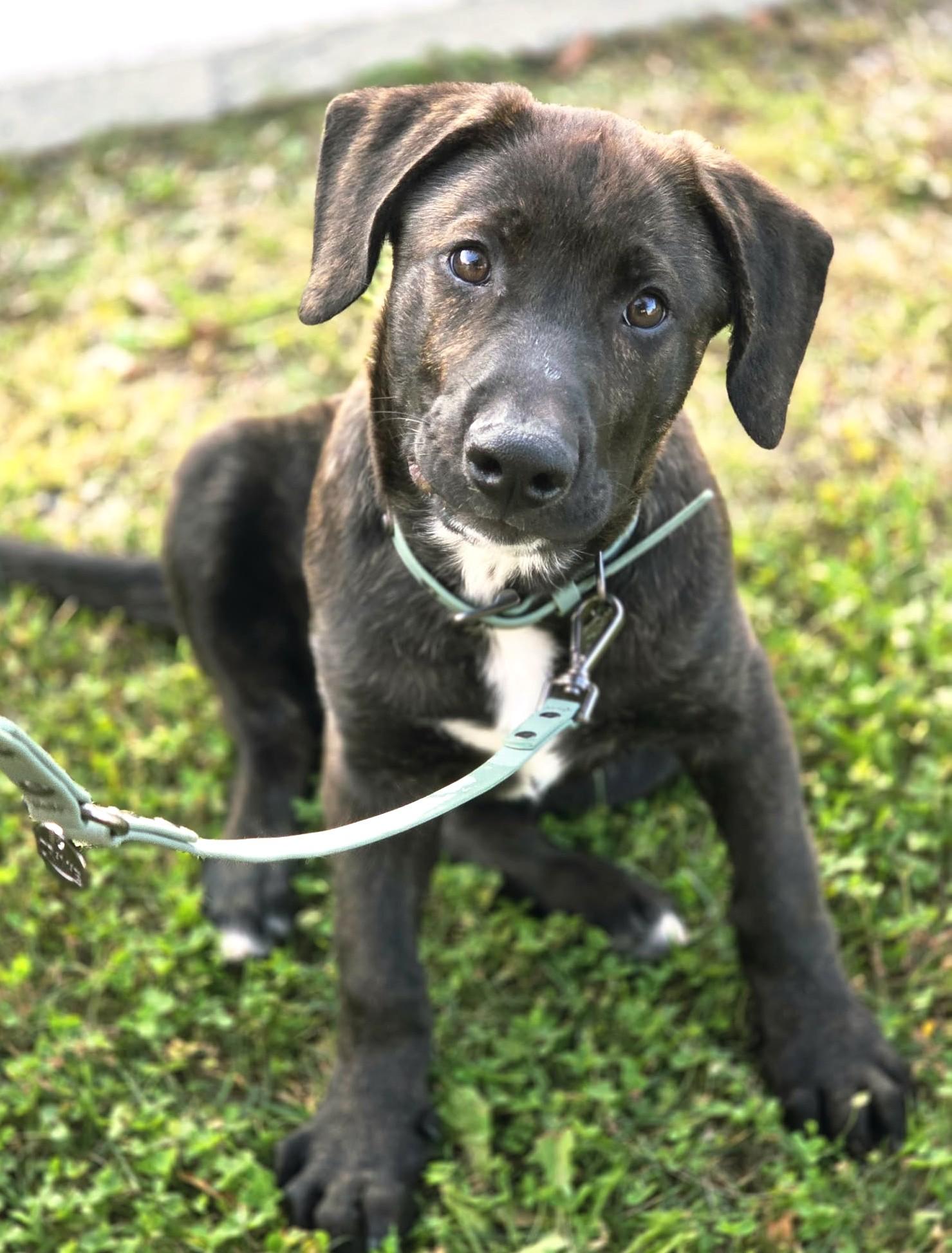 Maki, Adoptable, Puppy Male German Shepherd Dog & Labrador Retriever.