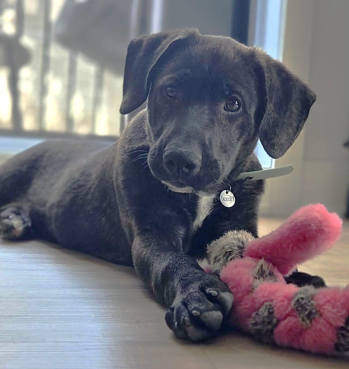 Enlarge Maki, a Adoptable mixed breed in Chertsey, QC image 3/3