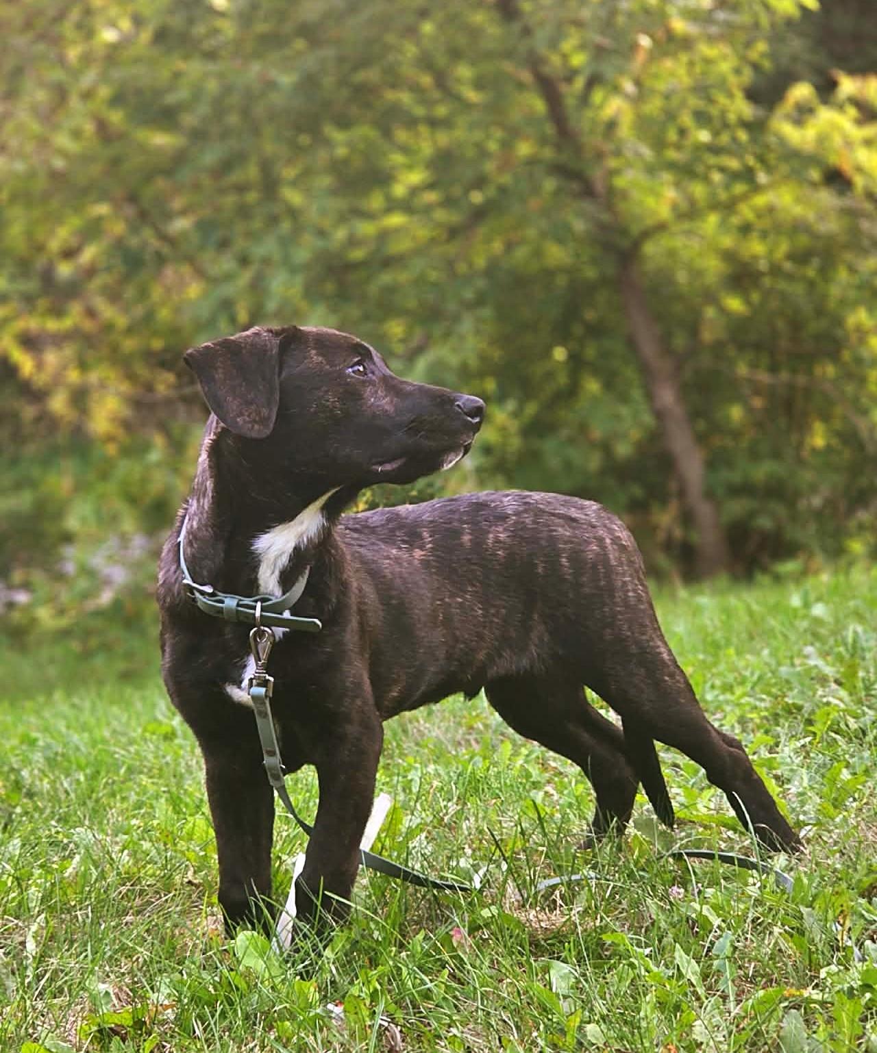 Enlarge Maki, a Adoptable mixed breed in Chertsey, QC image 2/3