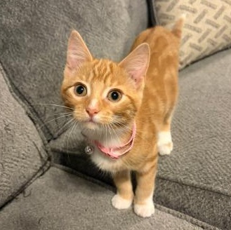 Ms Joey, adopted, Kitten Female Domestic Short Hair.