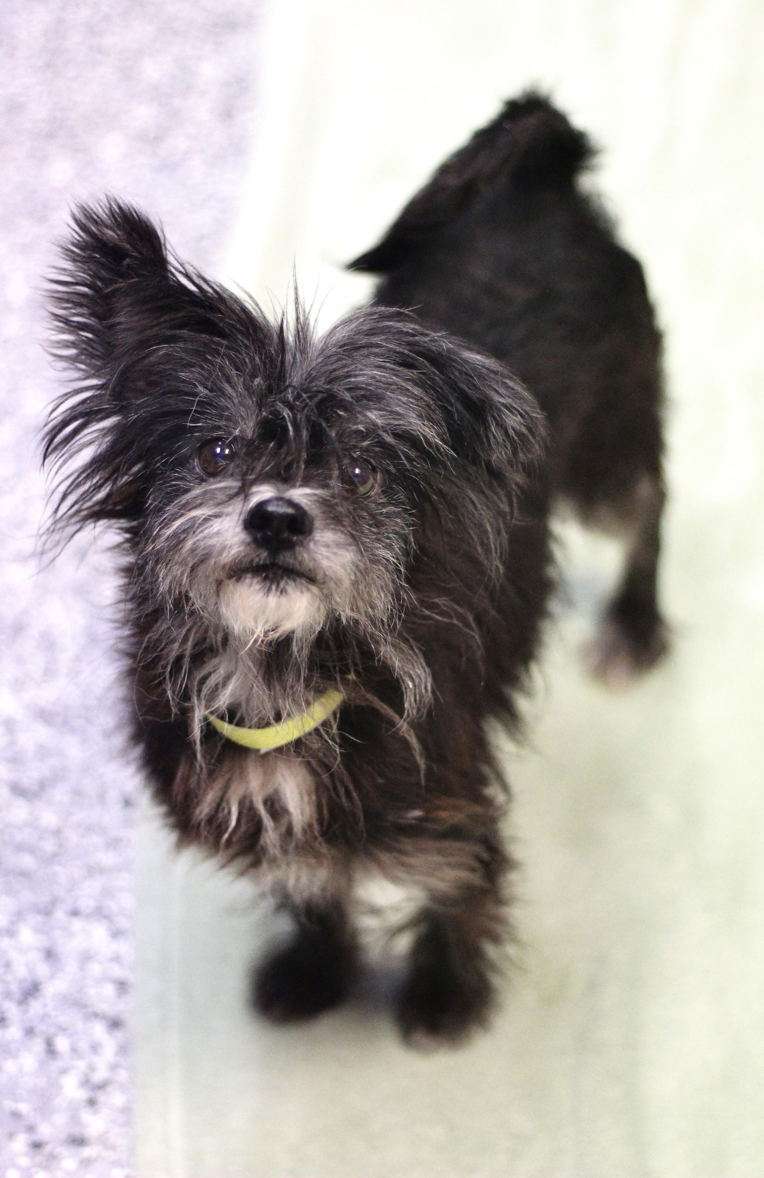 Gwen in NH! Come Meet our Adoptable Dogs Wednesday-Saturday. More info in Bio!