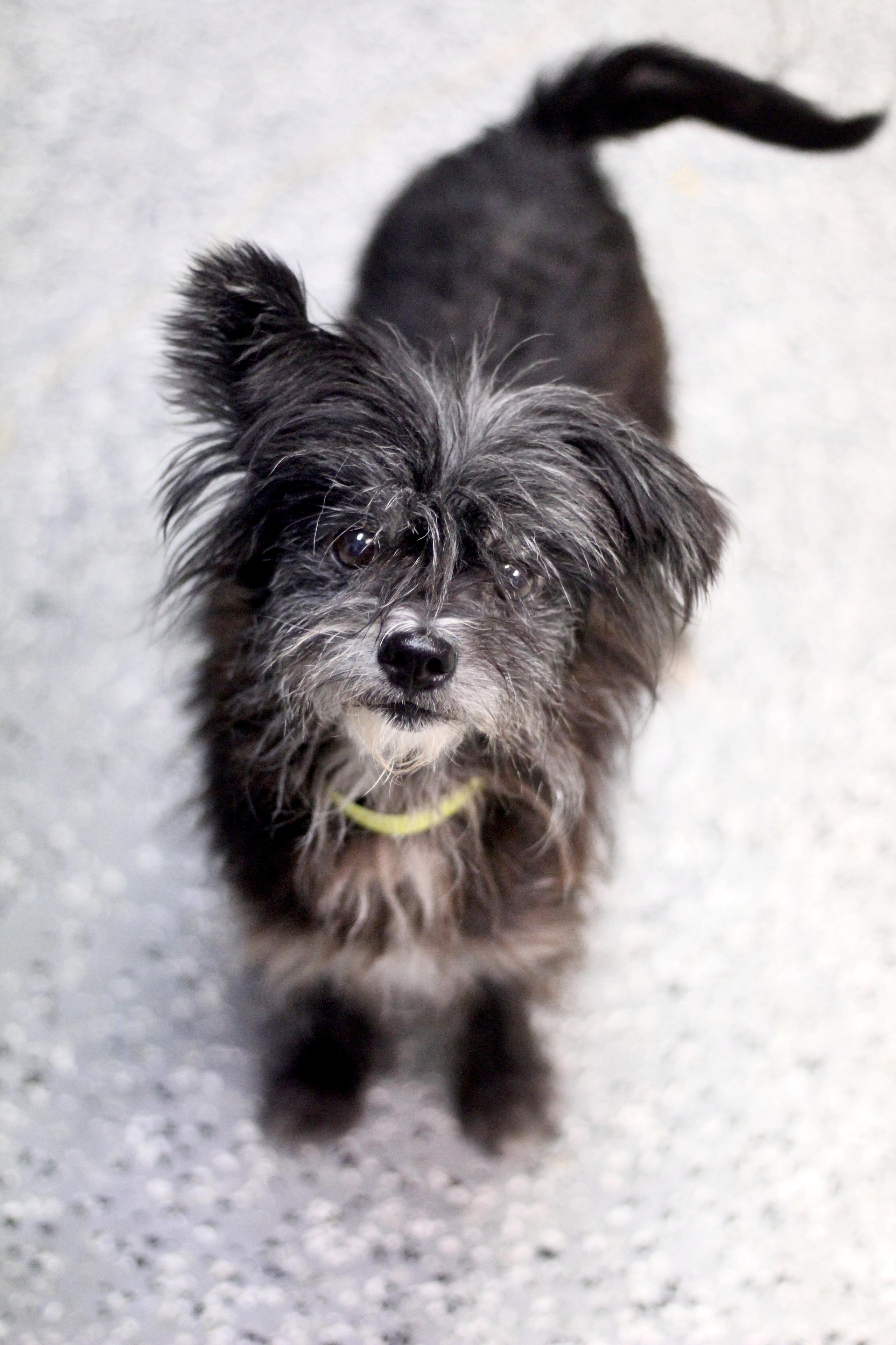 Gwen in NH! Come Meet our Adoptable Dogs Wednesday-Saturday. More info in Bio!