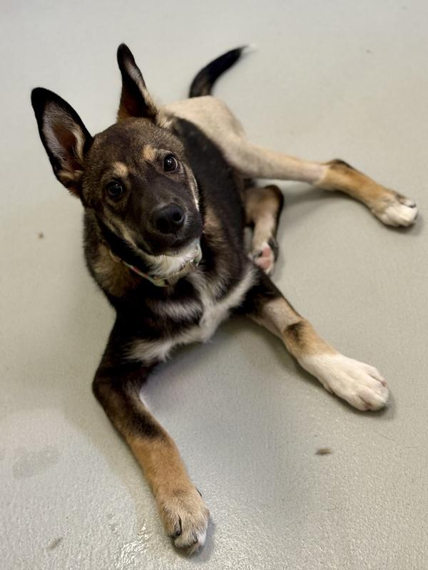 Enlarge Arrow, a Adoptable mixed breed in Winnipeg, MB image 1/1