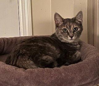 Sterling thumbnail 3