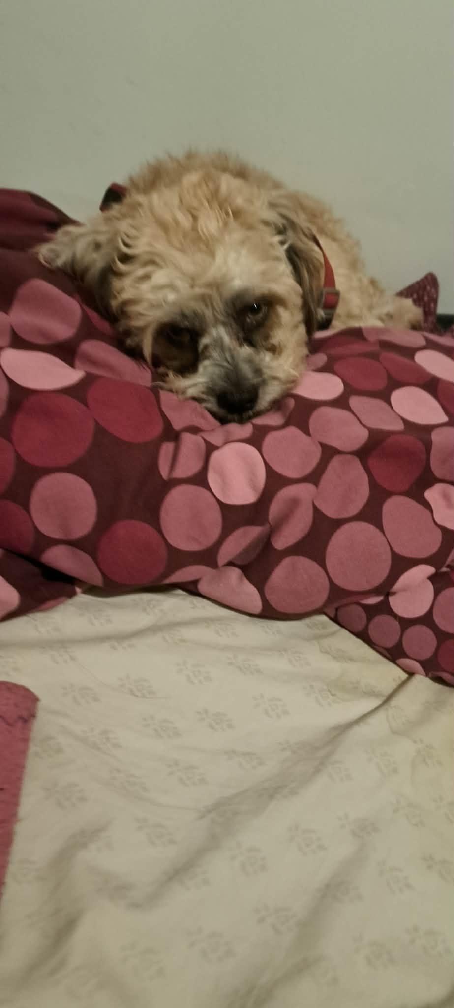 Enlarge Bengy, a ADOPTABLE mixed breed in Calgary, AB image 1/5