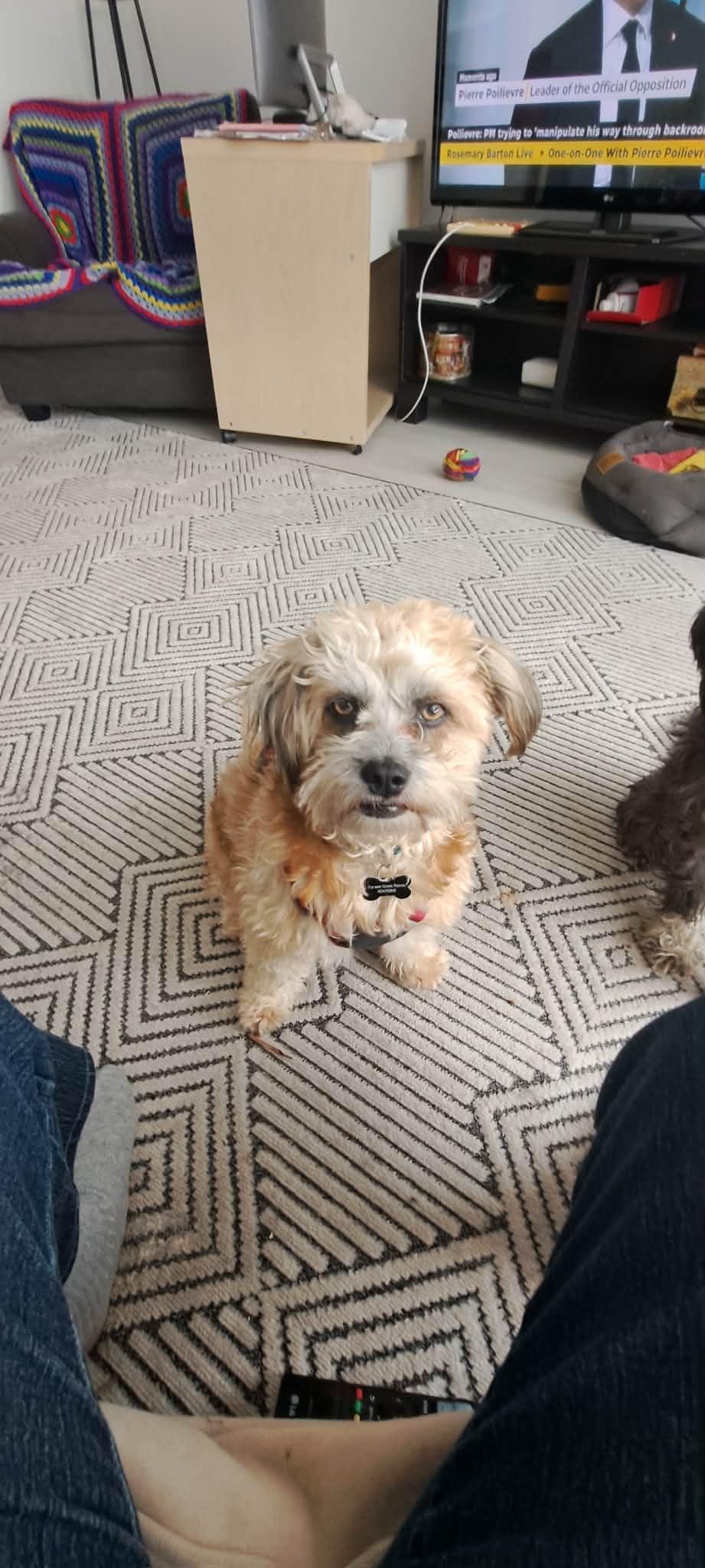 Enlarge Bengy, a ADOPTABLE mixed breed in Calgary, AB image 4/5