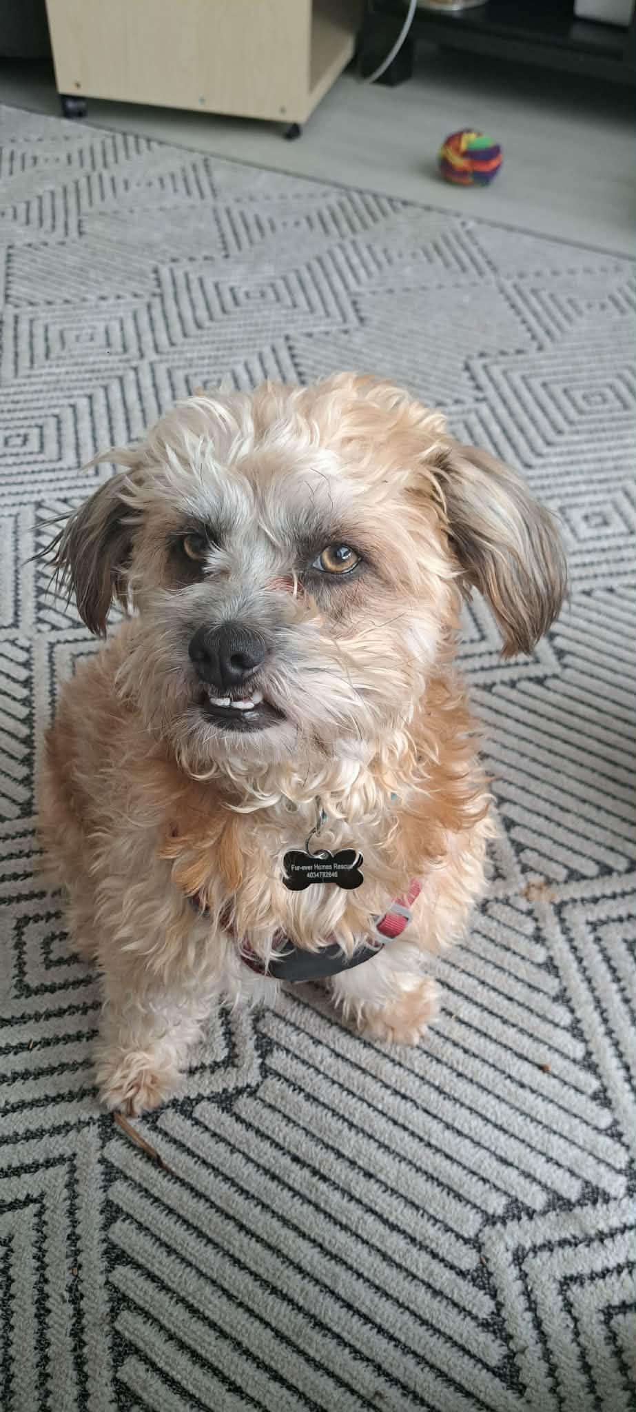 Enlarge Bengy, a ADOPTABLE mixed breed in Calgary, AB image 3/5