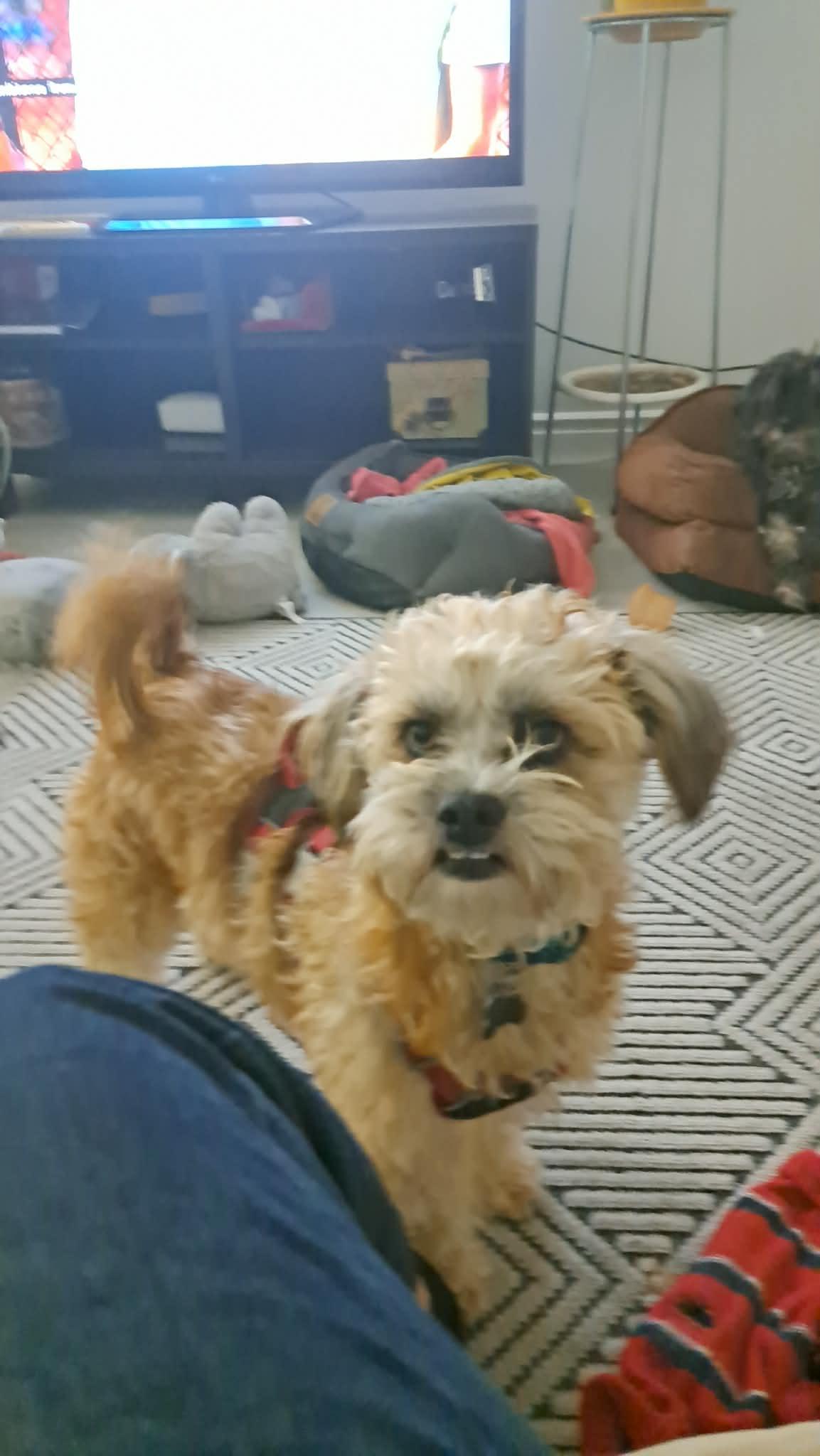 Enlarge Bengy, a ADOPTABLE mixed breed in Calgary, AB image 2/5