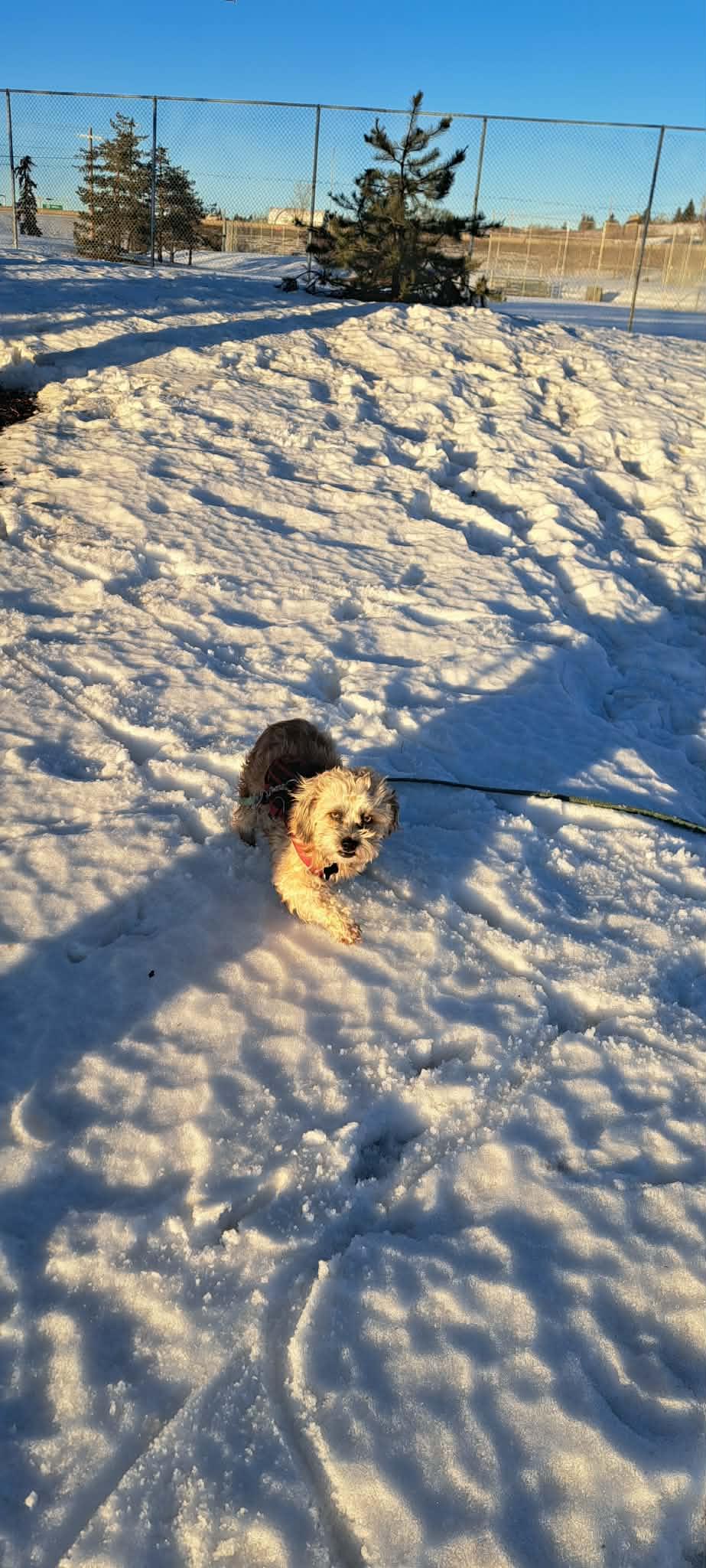 Enlarge Bengy, a ADOPTABLE mixed breed in Calgary, AB image 5/5