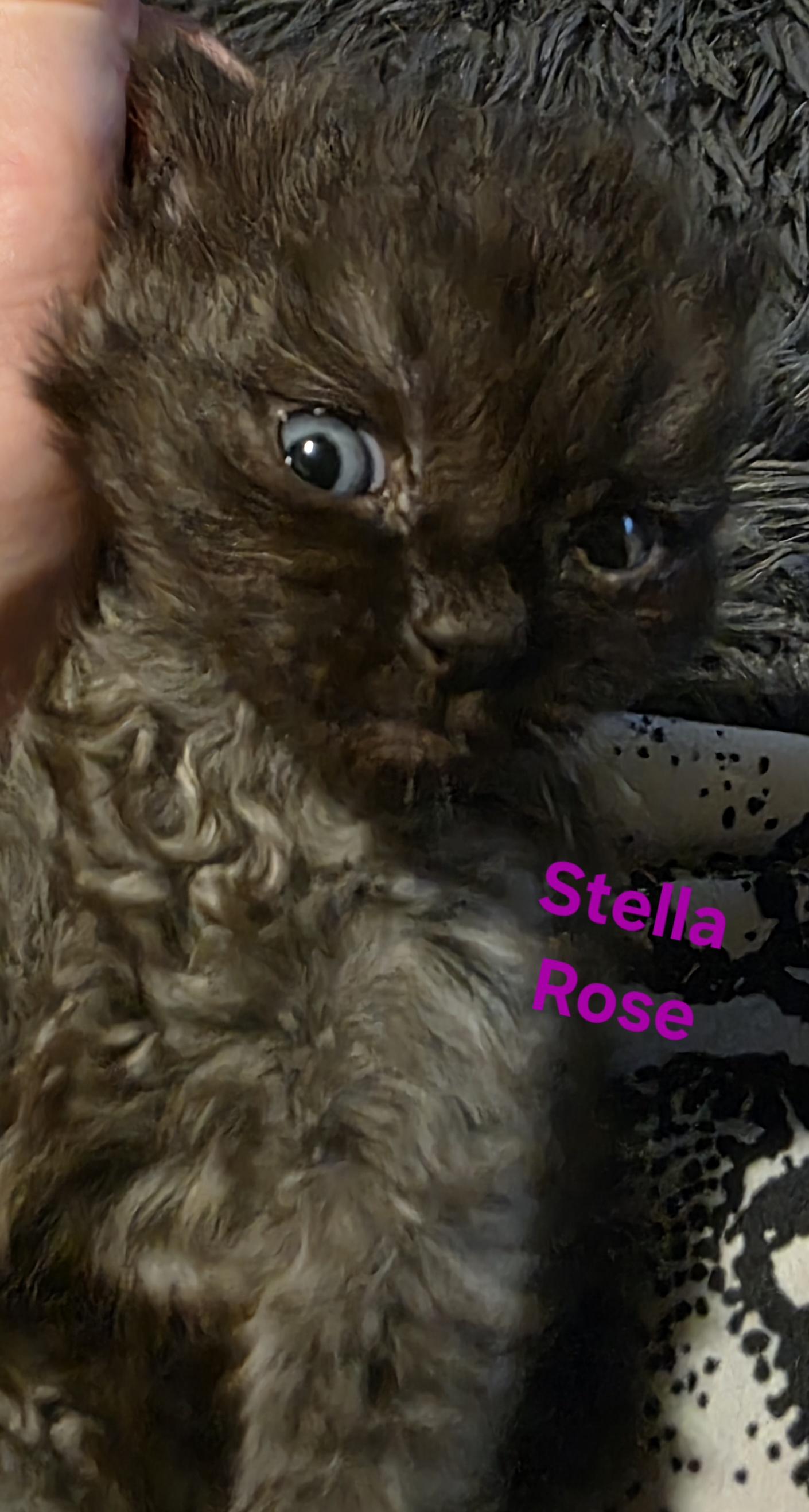 Stella Rose, Adoptable, Kitten Female Domestic Short Hair.