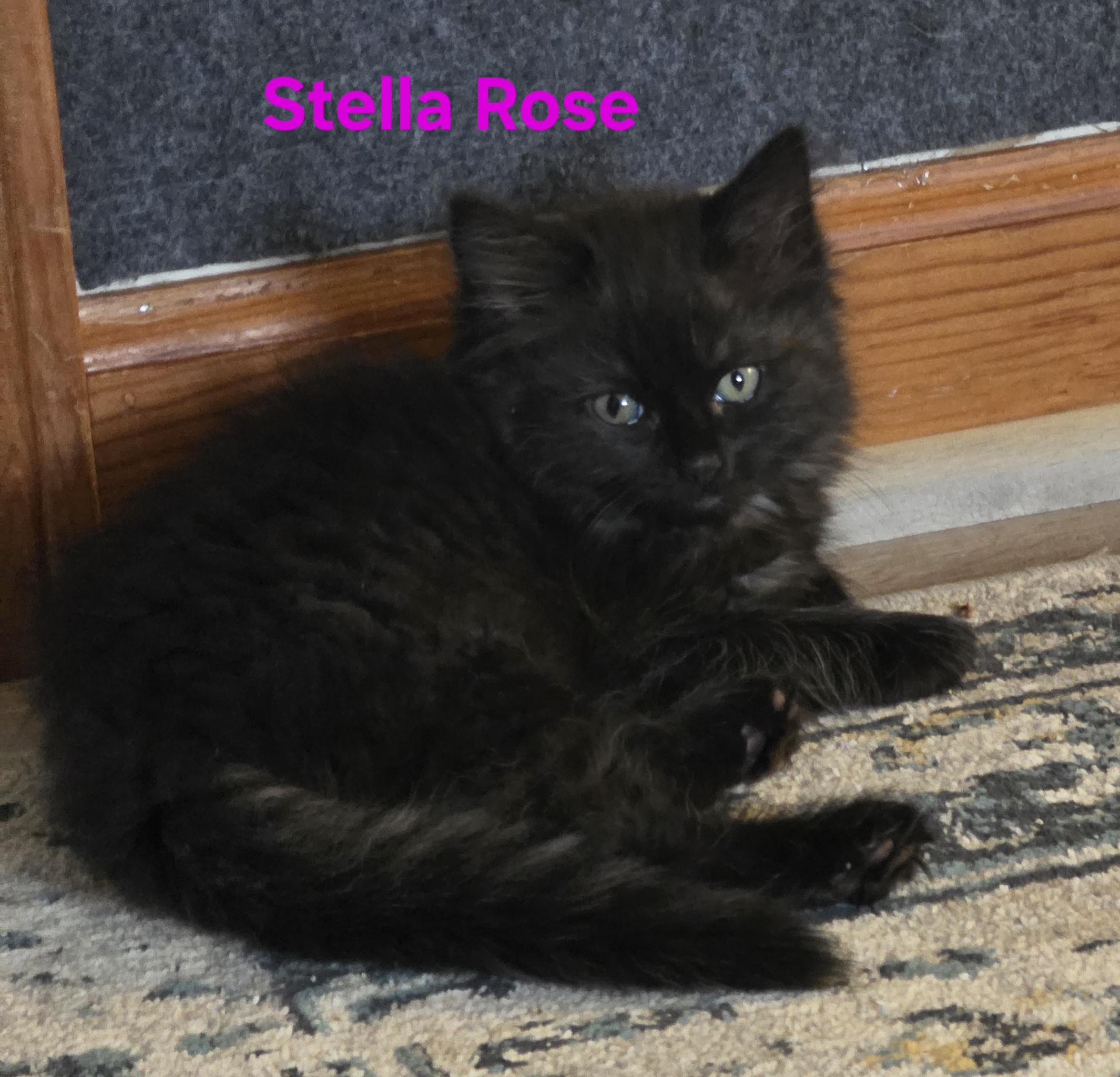 Enlarge Stella Rose, an adopted Domestic Medium Hair in Jamesville, NY image 1/2