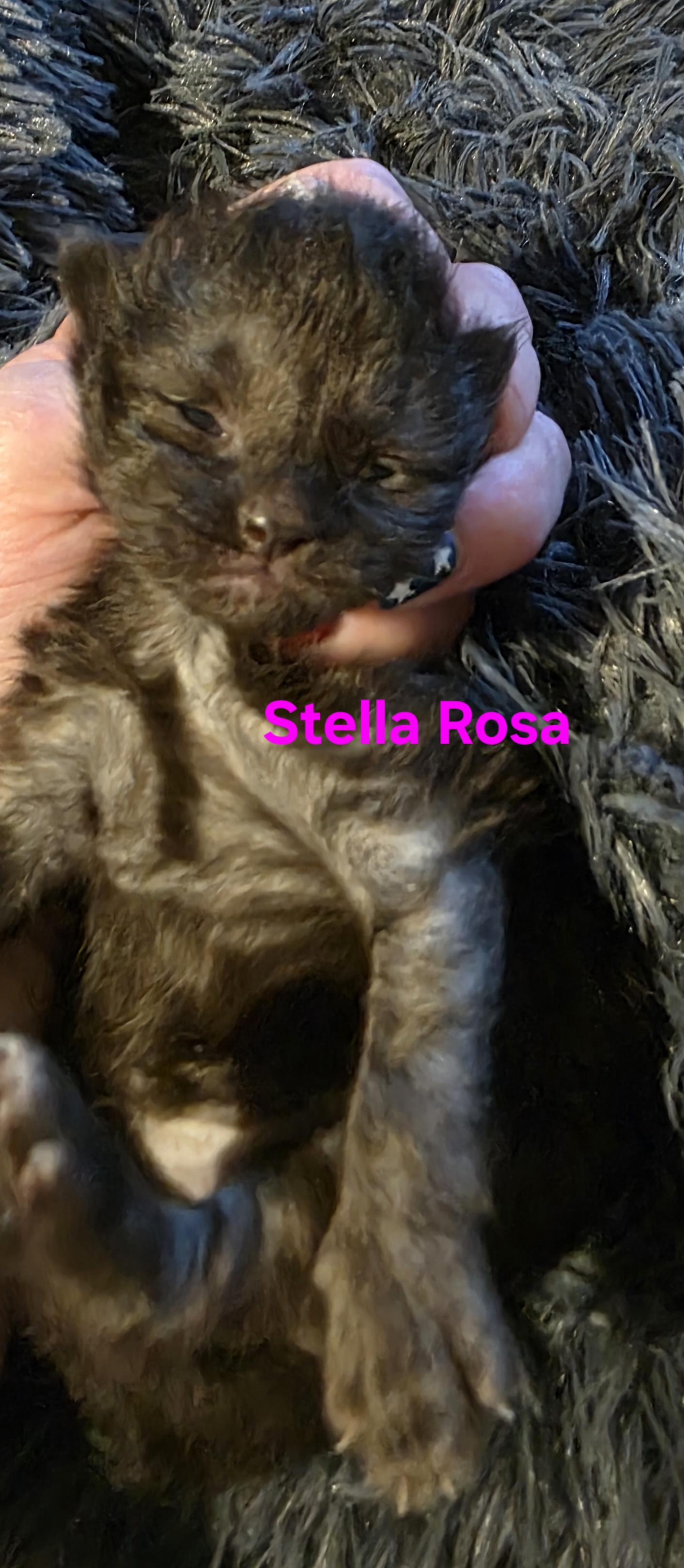 Stella Rose, a Adoptable Domestic Short Hair in Jamesville, NY image 2/2