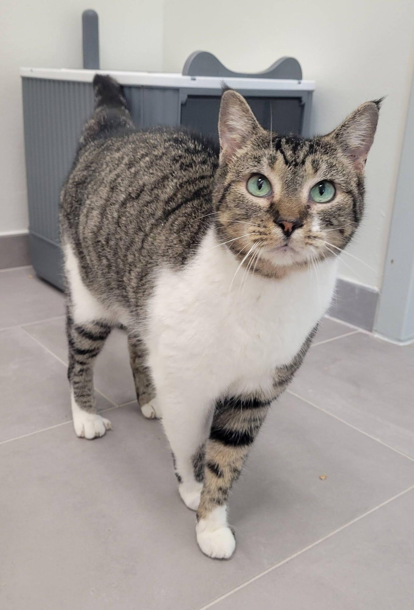 Enlarge Maple, a ADOPTABLE Domestic Short Hair in LaPlace, LA image 1/5