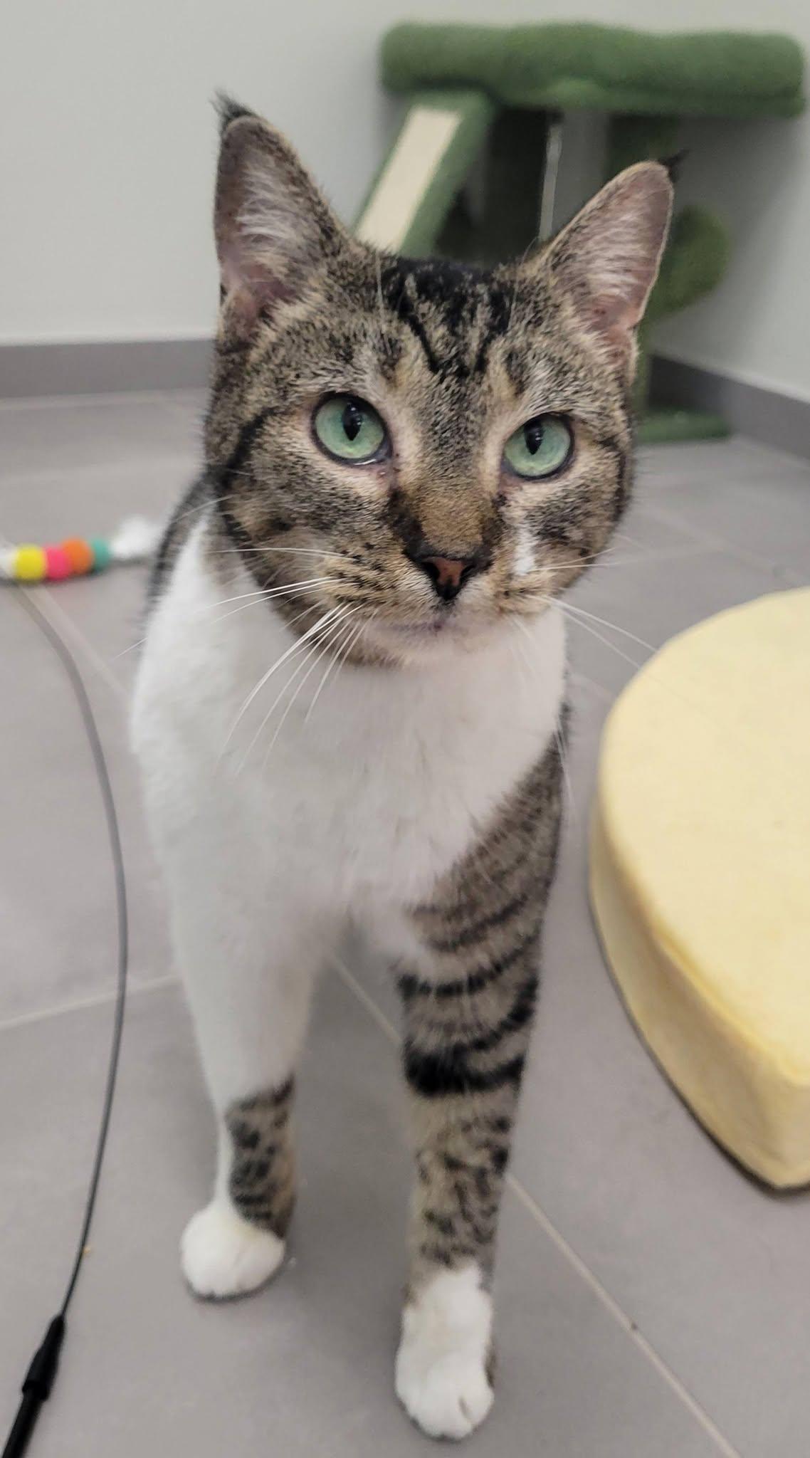 Enlarge Maple, a ADOPTABLE Domestic Short Hair in LaPlace, LA image 4/5