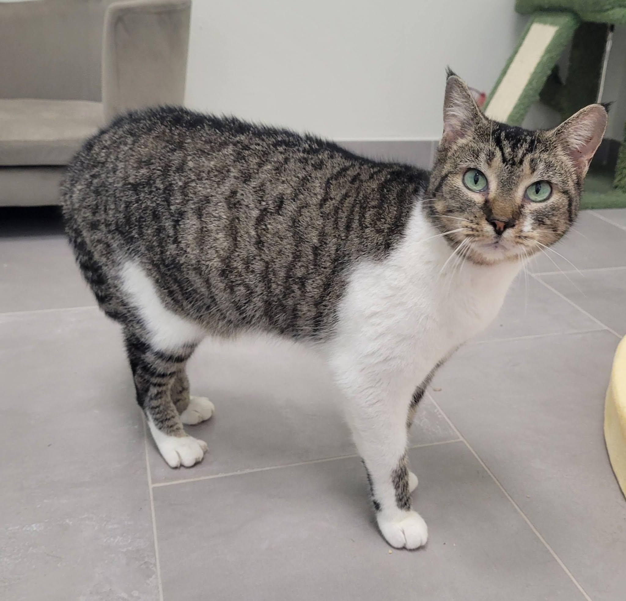 Enlarge Maple, a ADOPTABLE Domestic Short Hair in LaPlace, LA image 3/5