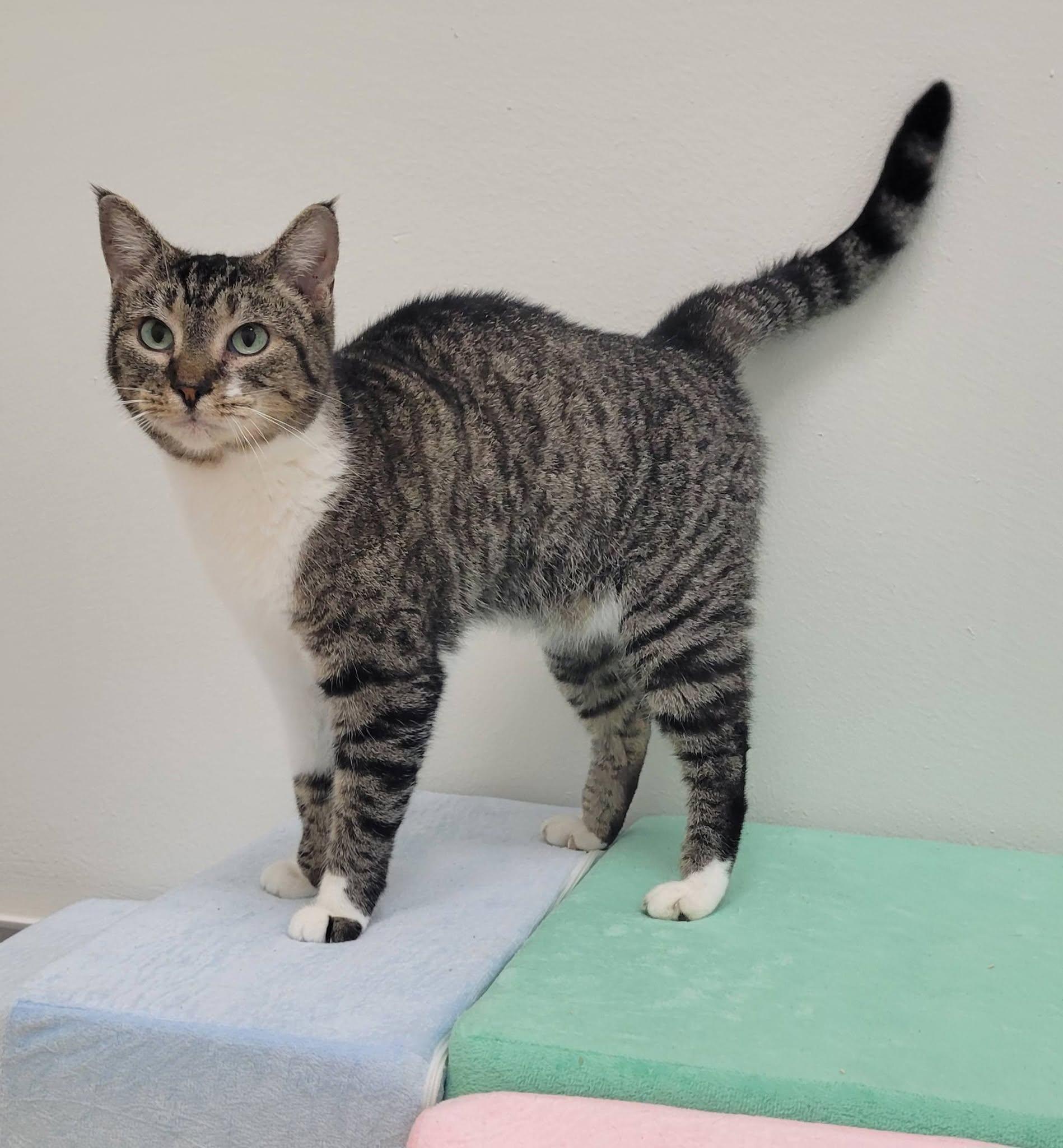 Enlarge Maple, a ADOPTABLE Domestic Short Hair in LaPlace, LA image 5/5