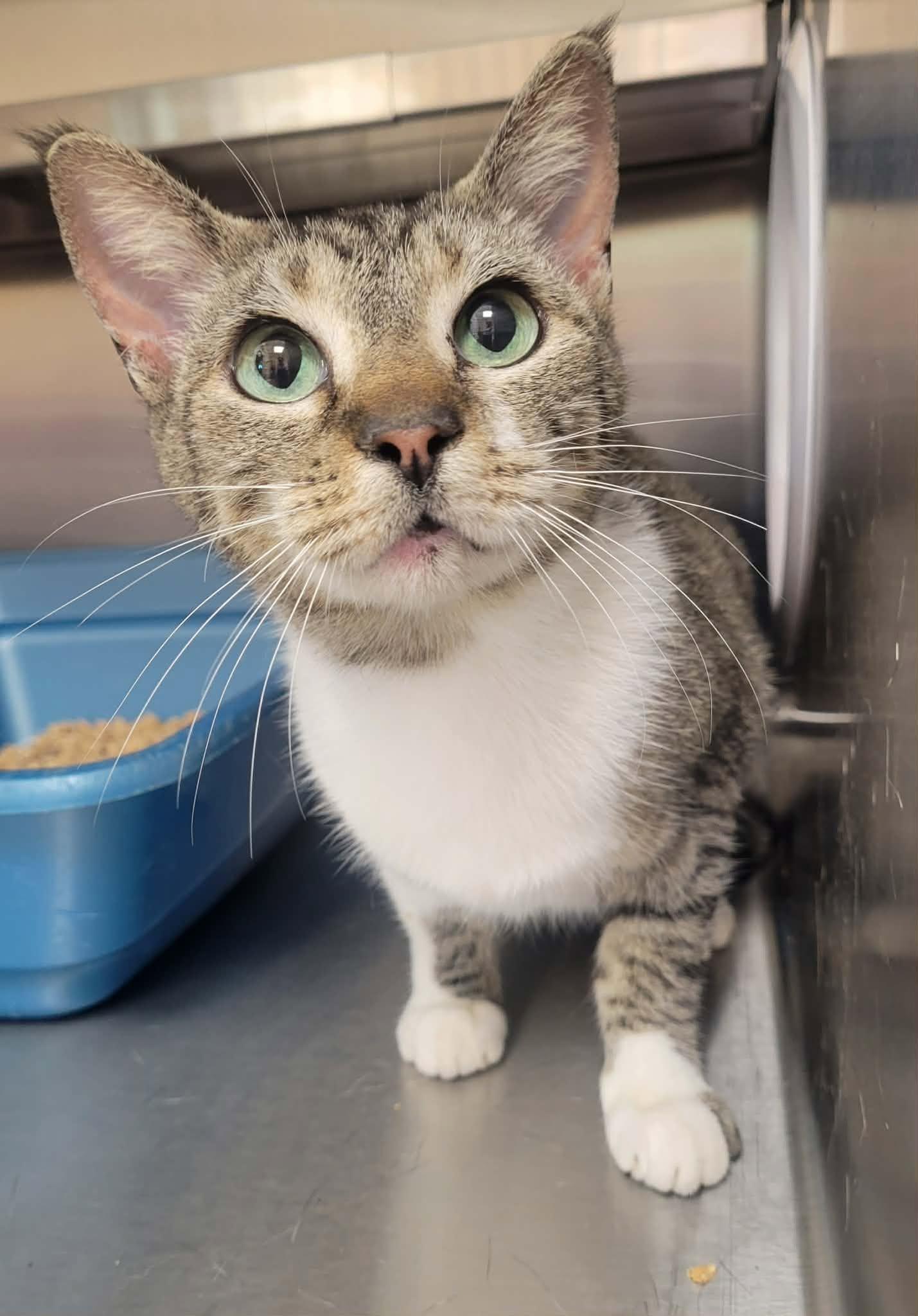 Maple, ADOPTABLE, Adult Female Domestic Short Hair.