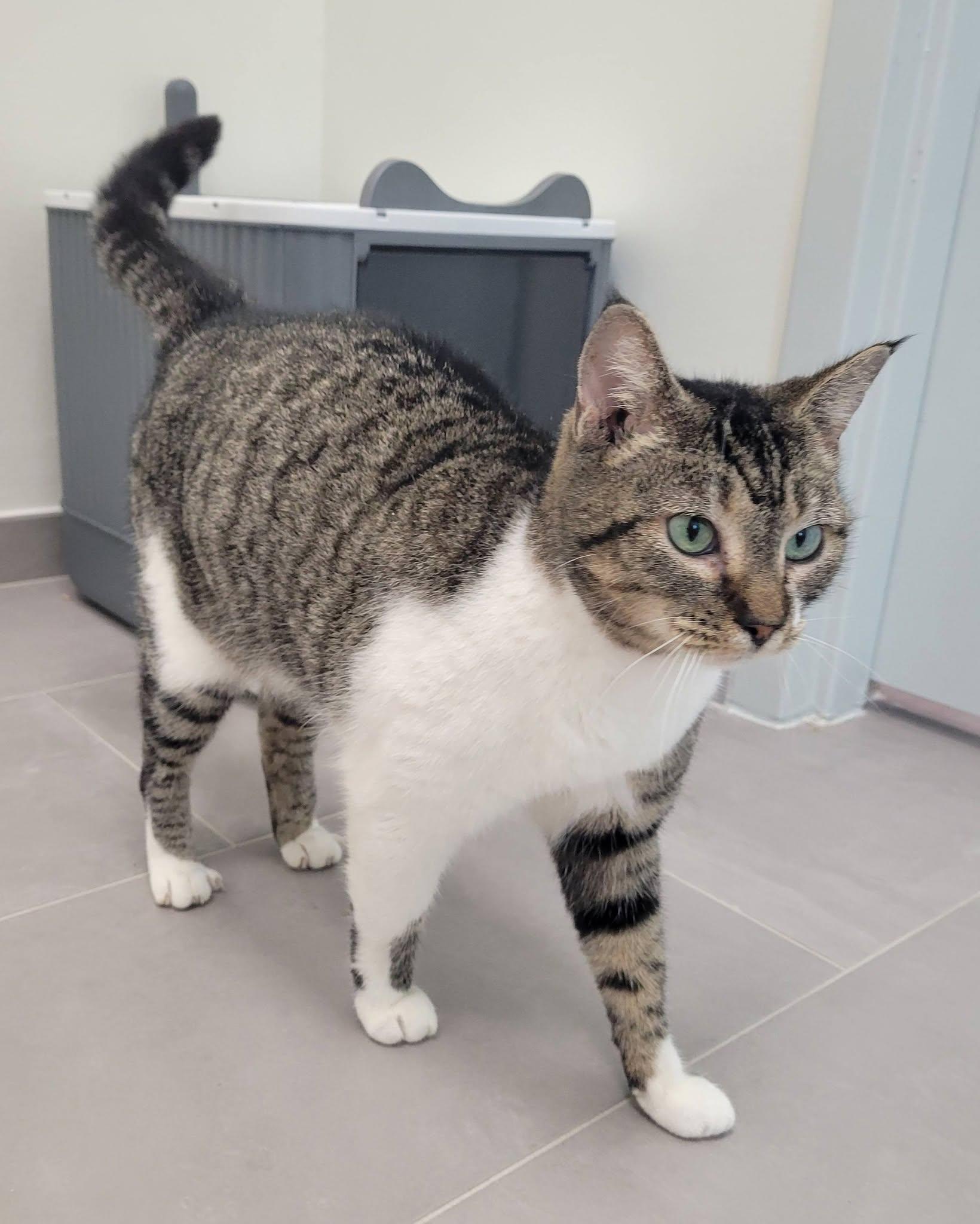 Enlarge Maple, a ADOPTABLE Domestic Short Hair in LaPlace, LA image 2/5