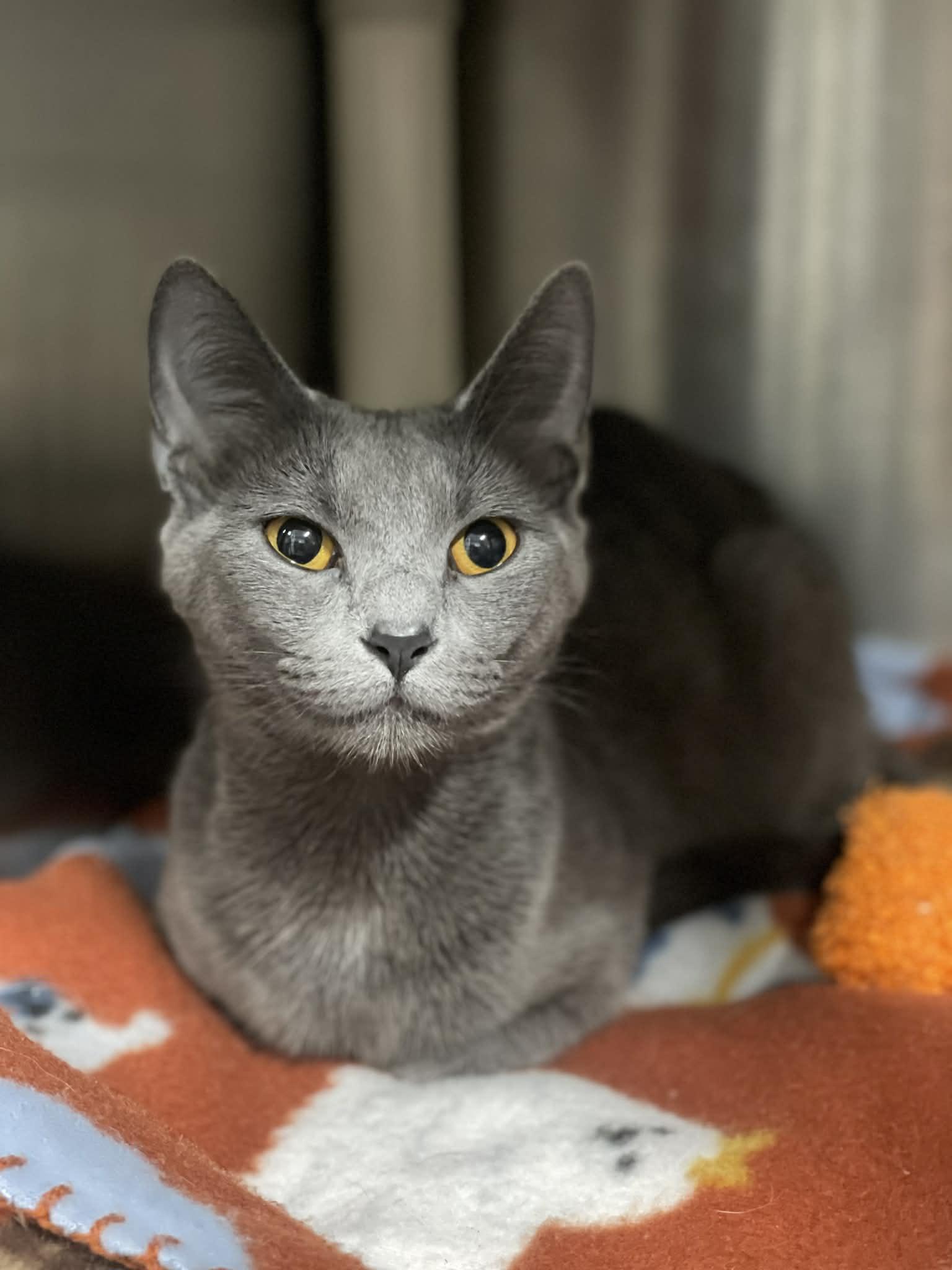 Kakashi, ADOPTABLE, Adult Female Domestic Short Hair.