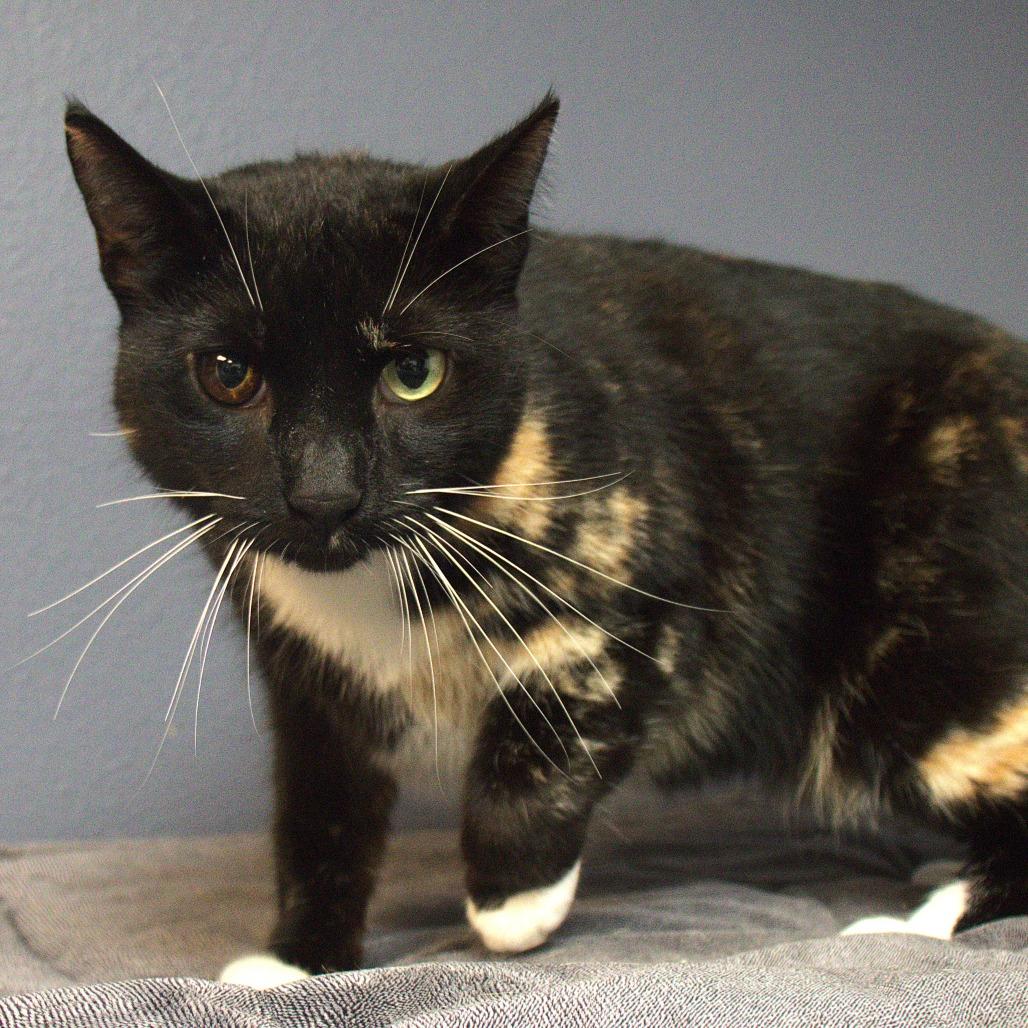 Enlarge Etta, a Adoptable Domestic Short Hair in Lakeland, FL image 1/2
