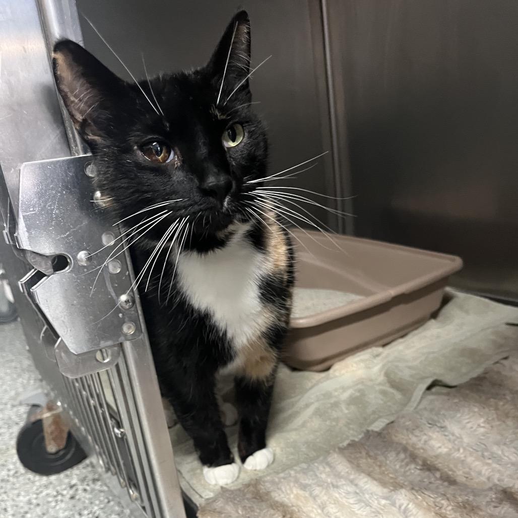 Enlarge Etta, a Adoptable Domestic Short Hair in Lakeland, FL image 2/2