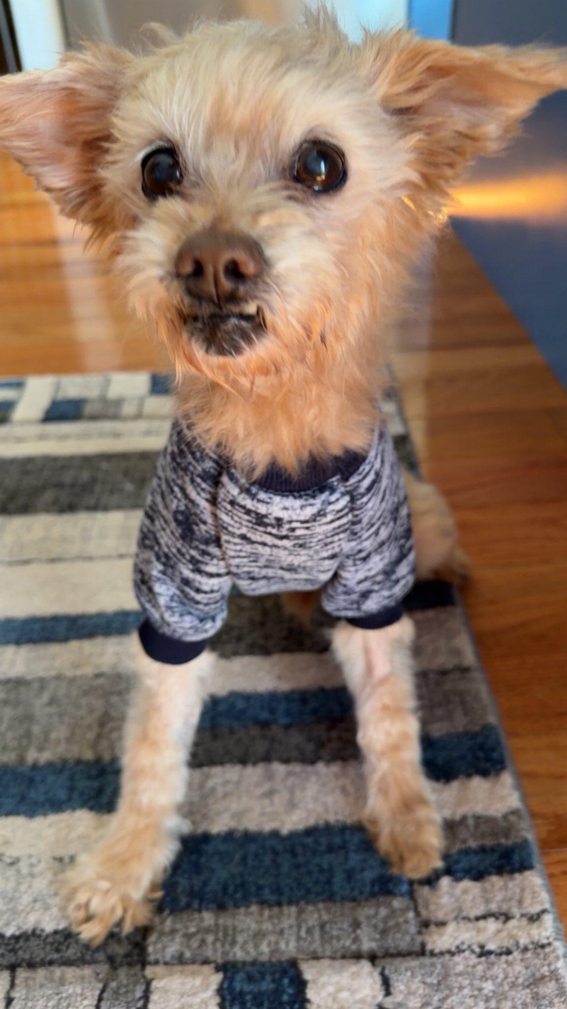 Toby, Adoptable, Senior Male Poodle.