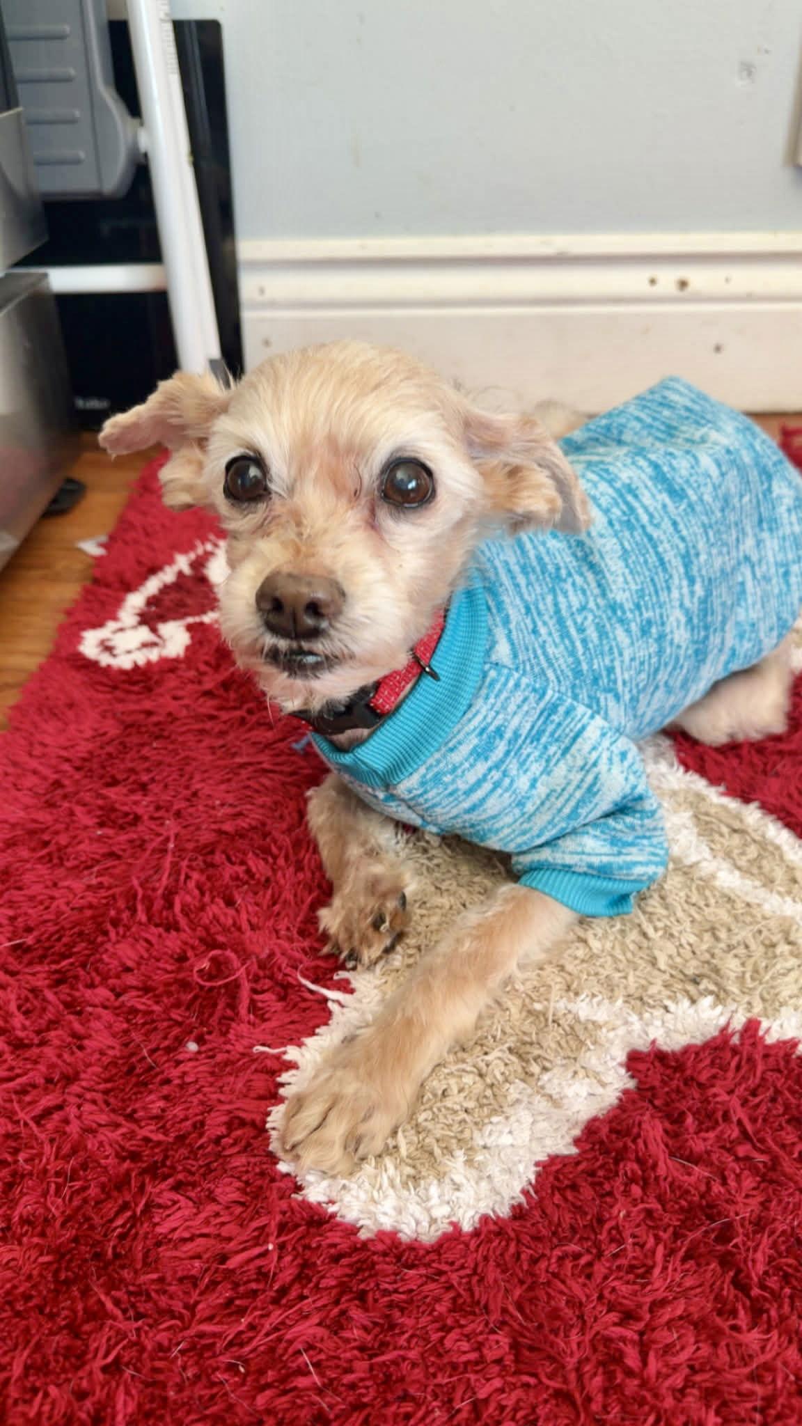 Toby, Adoptable, Senior Male Poodle.