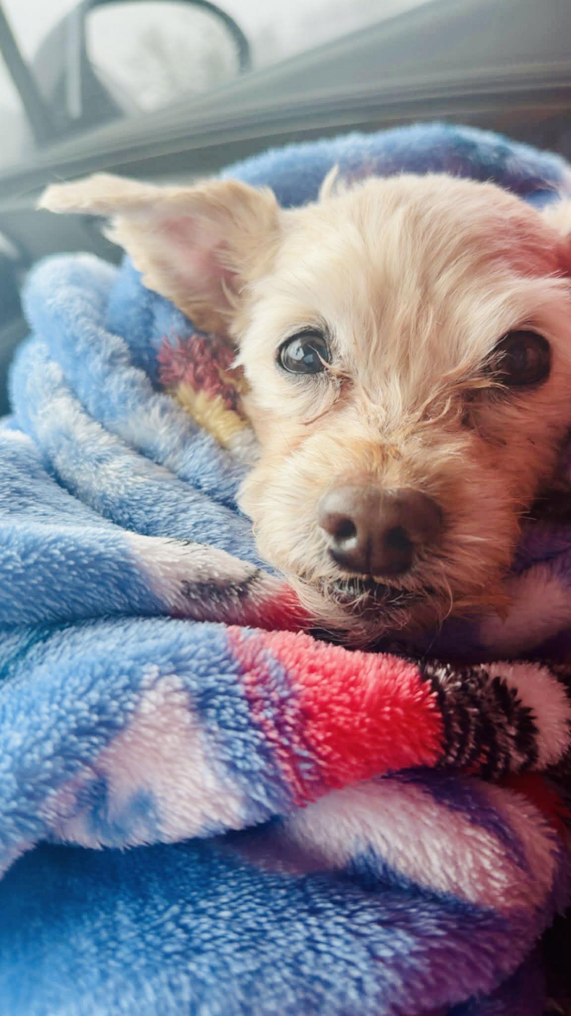 Enlarge Toby, a Adoptable Poodle in Alexandria, KY image 3/3
