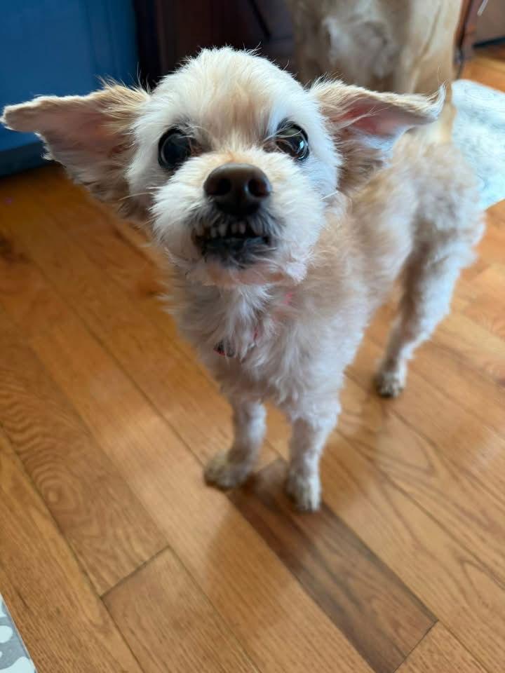 Toby, a Adoptable Poodle in Alexandria, KY image 3/3